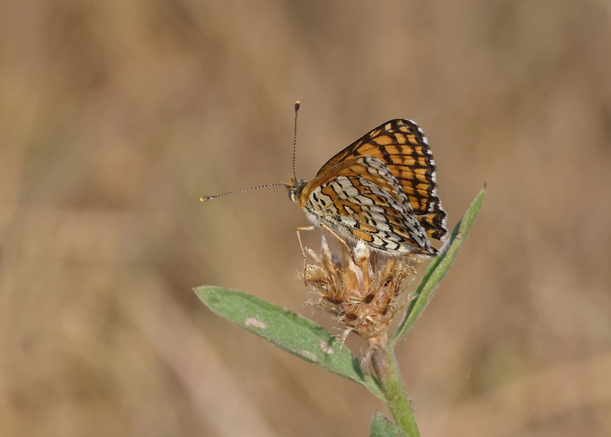 Glanville Fritillary