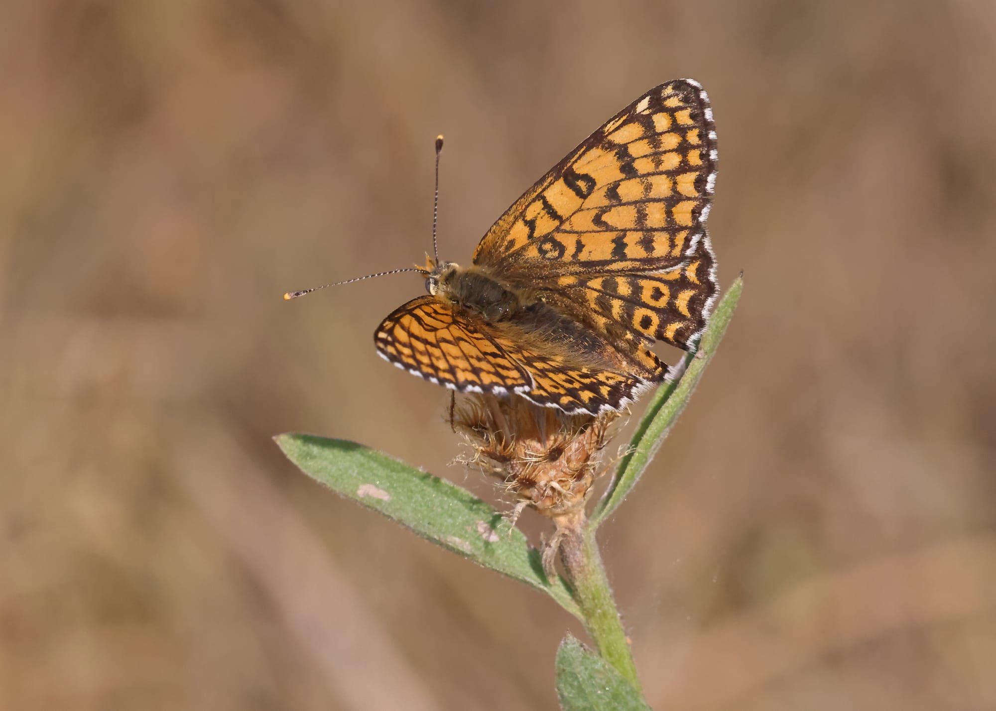 Glanville Fritillary