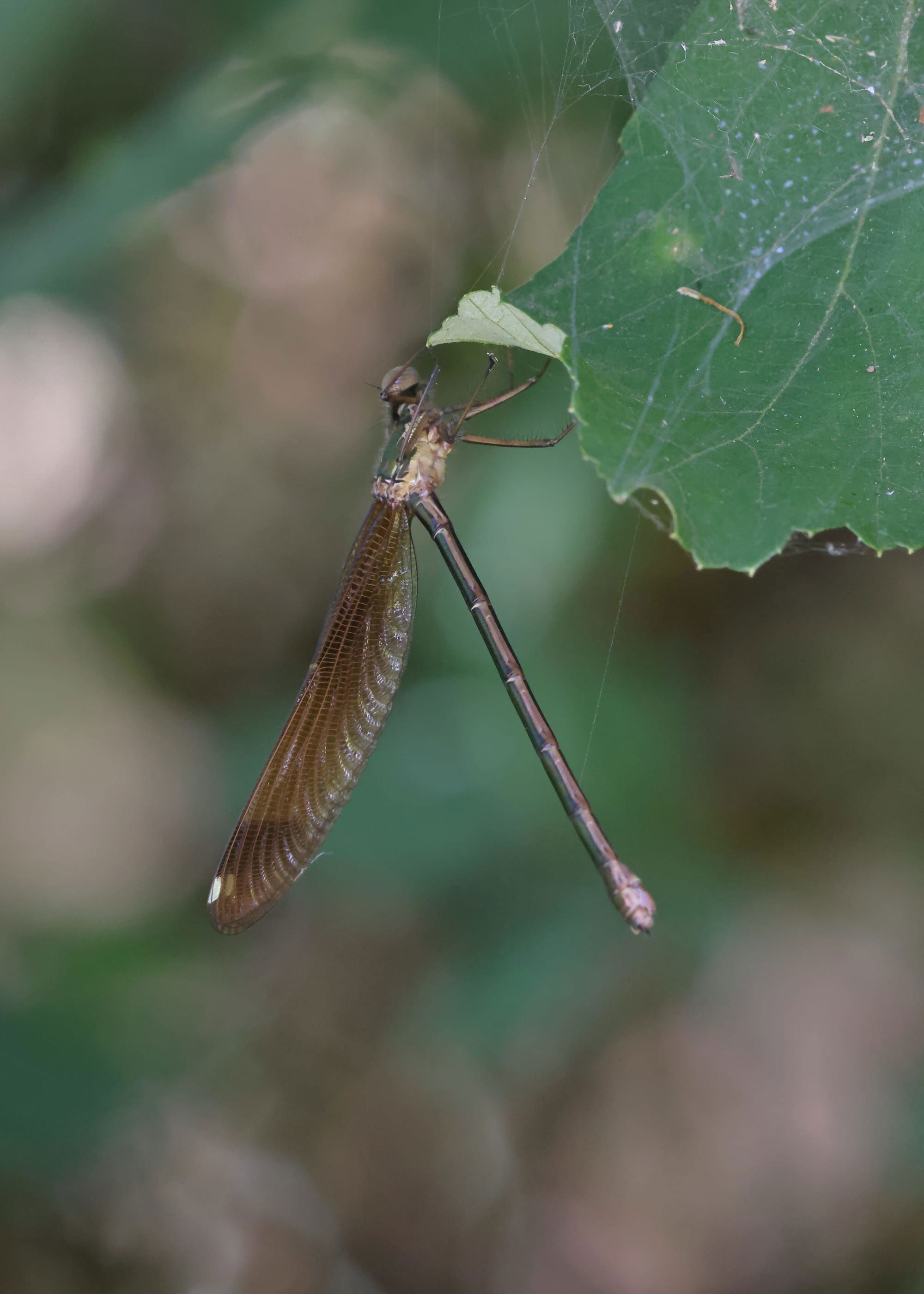 Copper Demoiselle