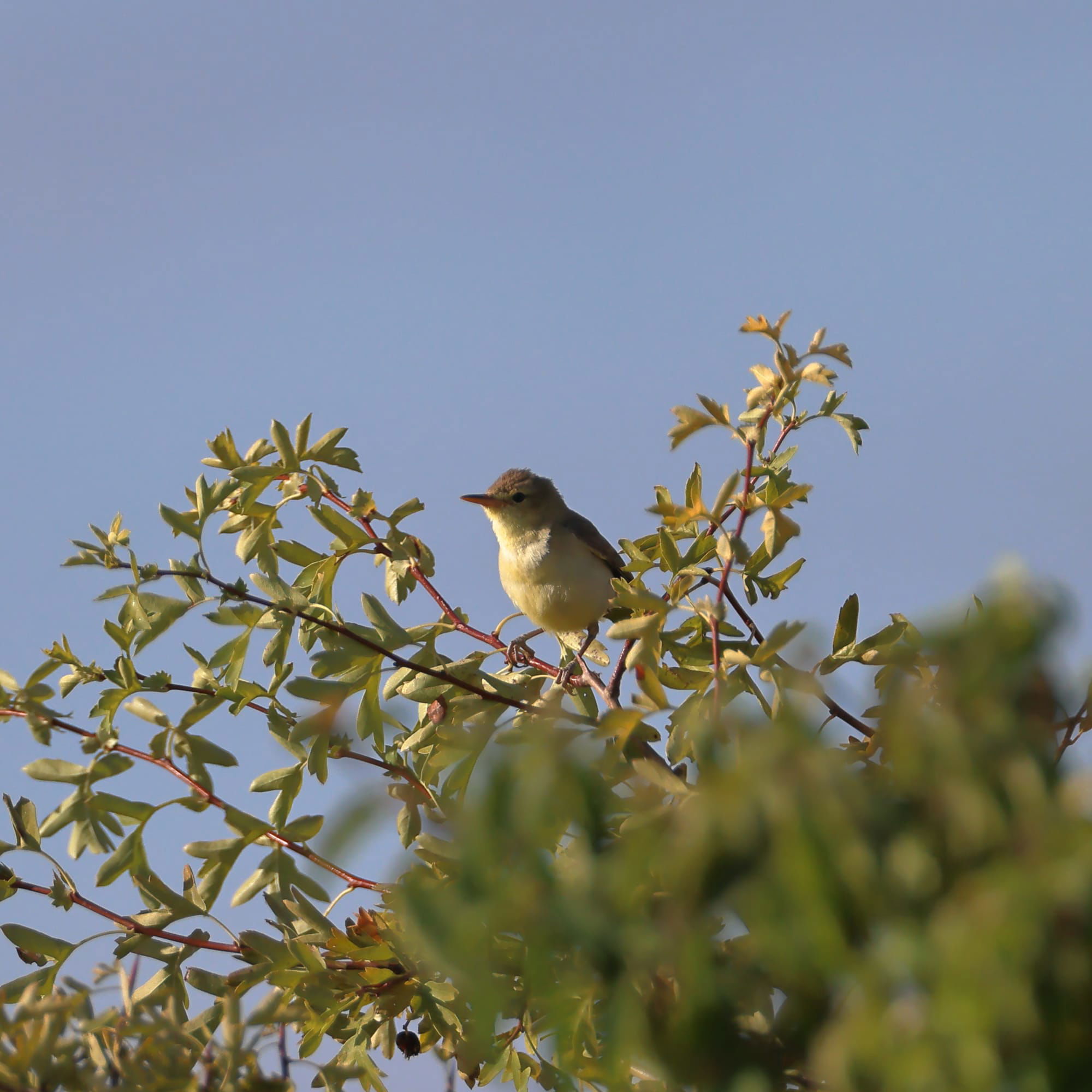 Melodious Warbler