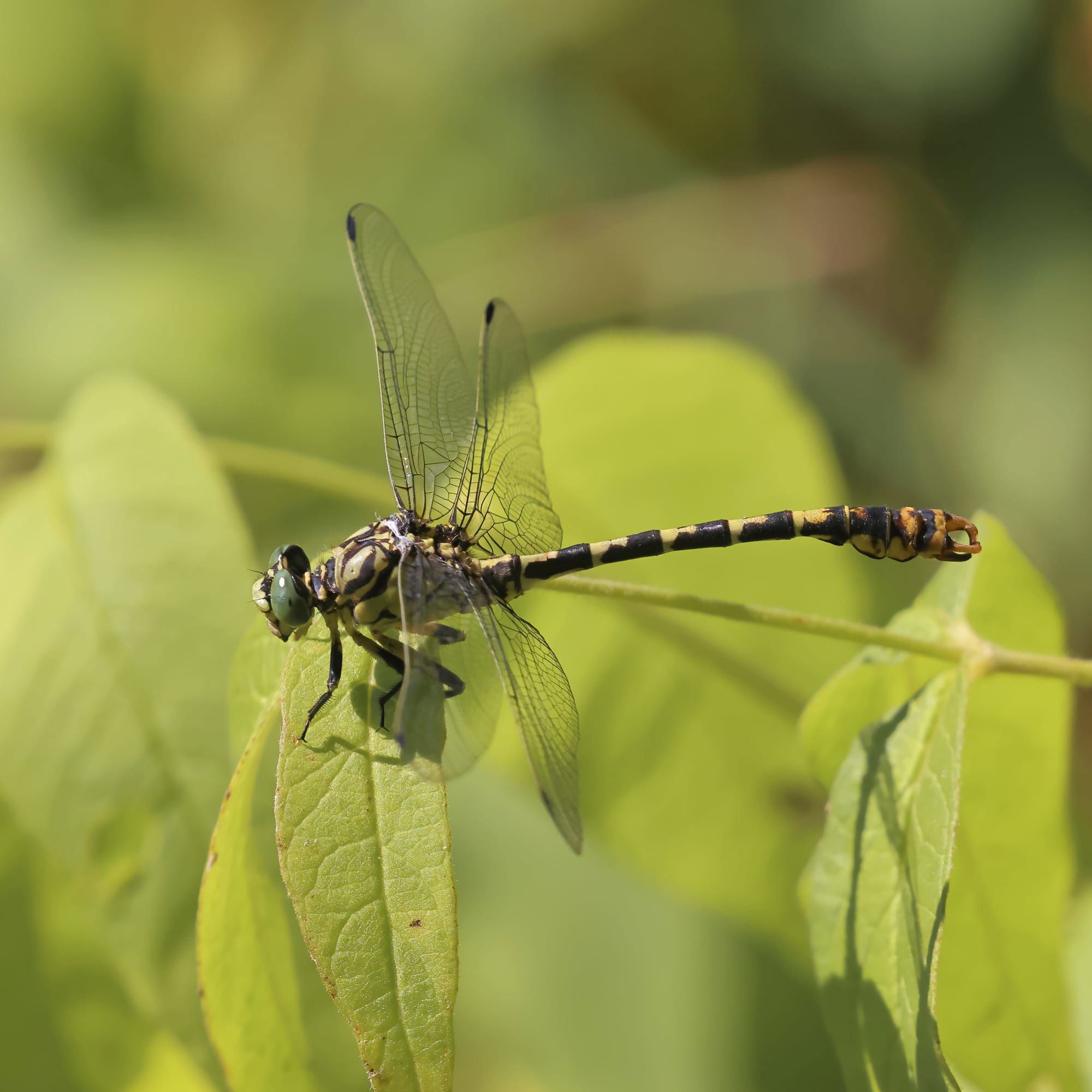 Small Pincertail