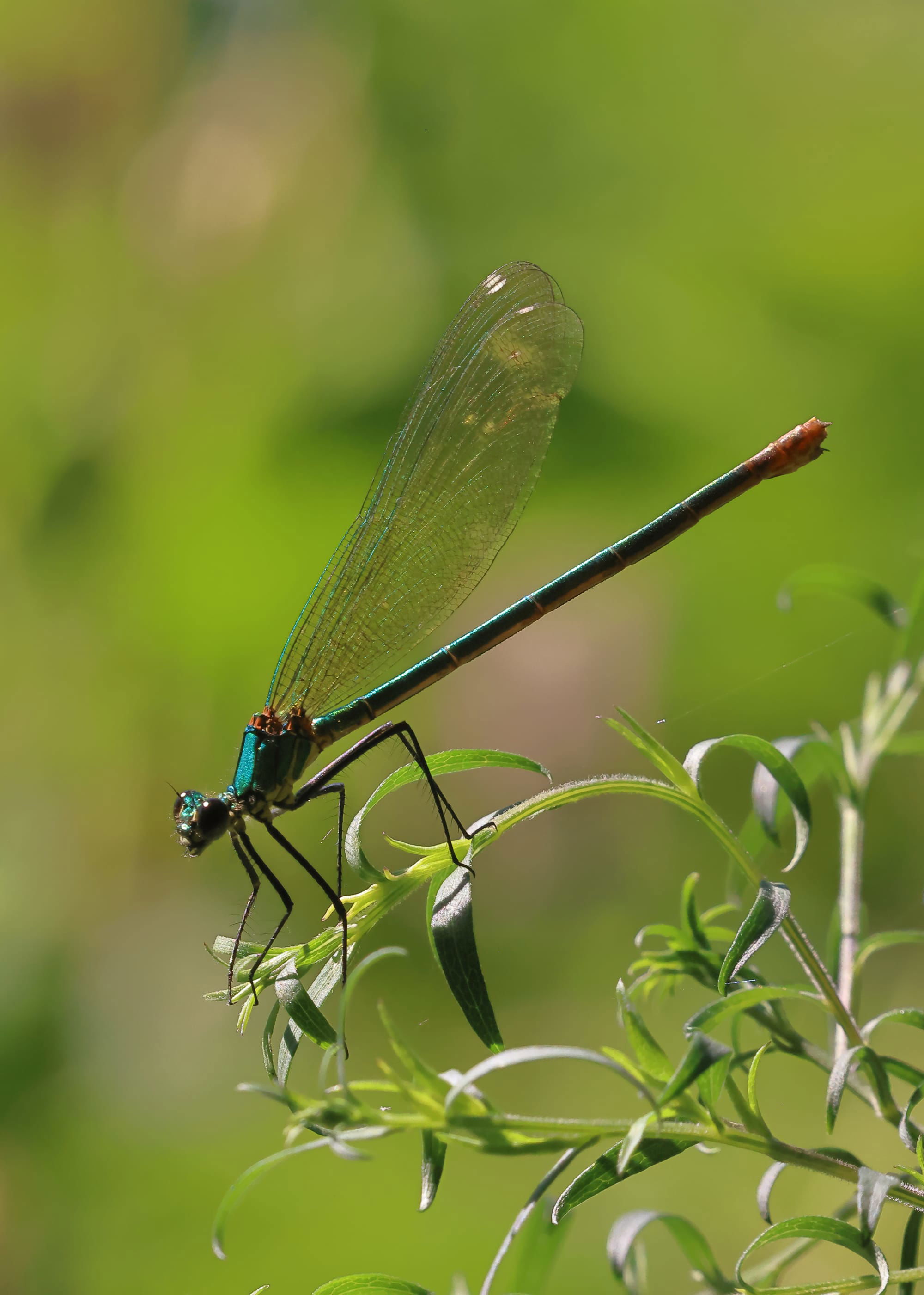 Western Demoiselle