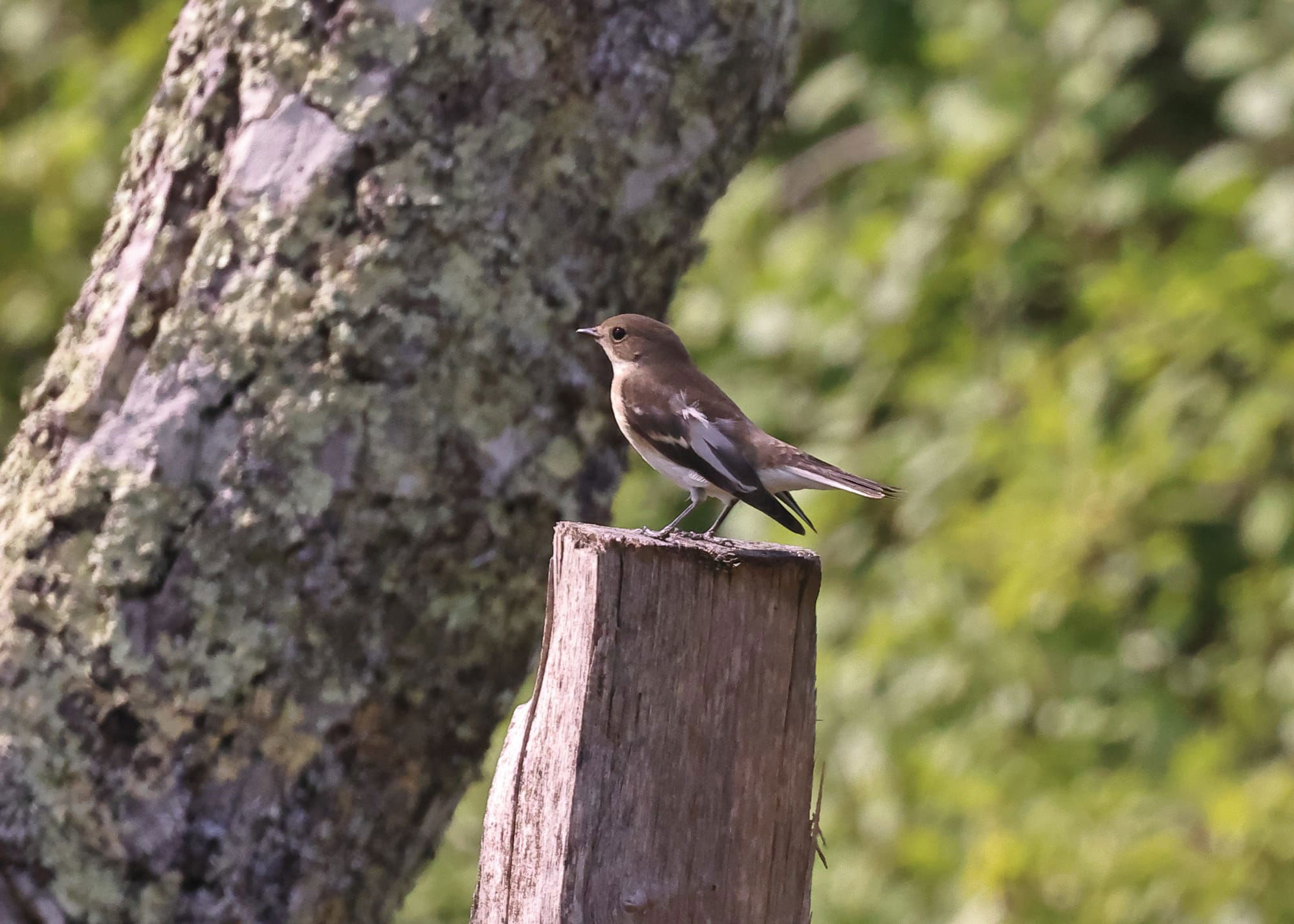 Pied Flycatcher