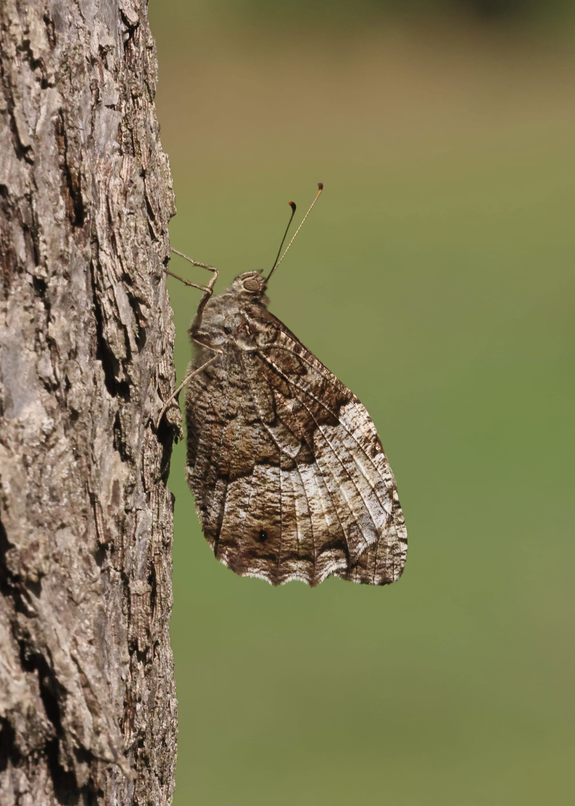 Woodland Grayling