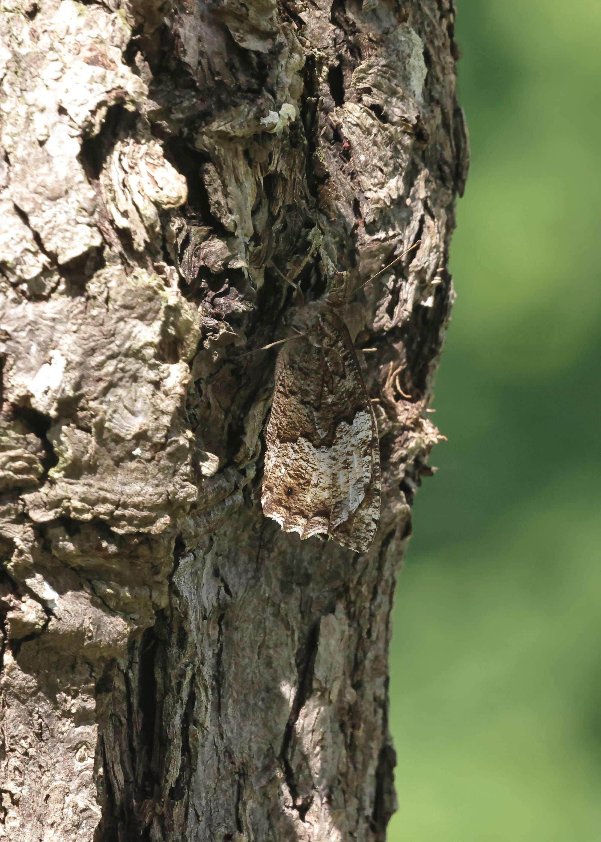 Woodland Grayling