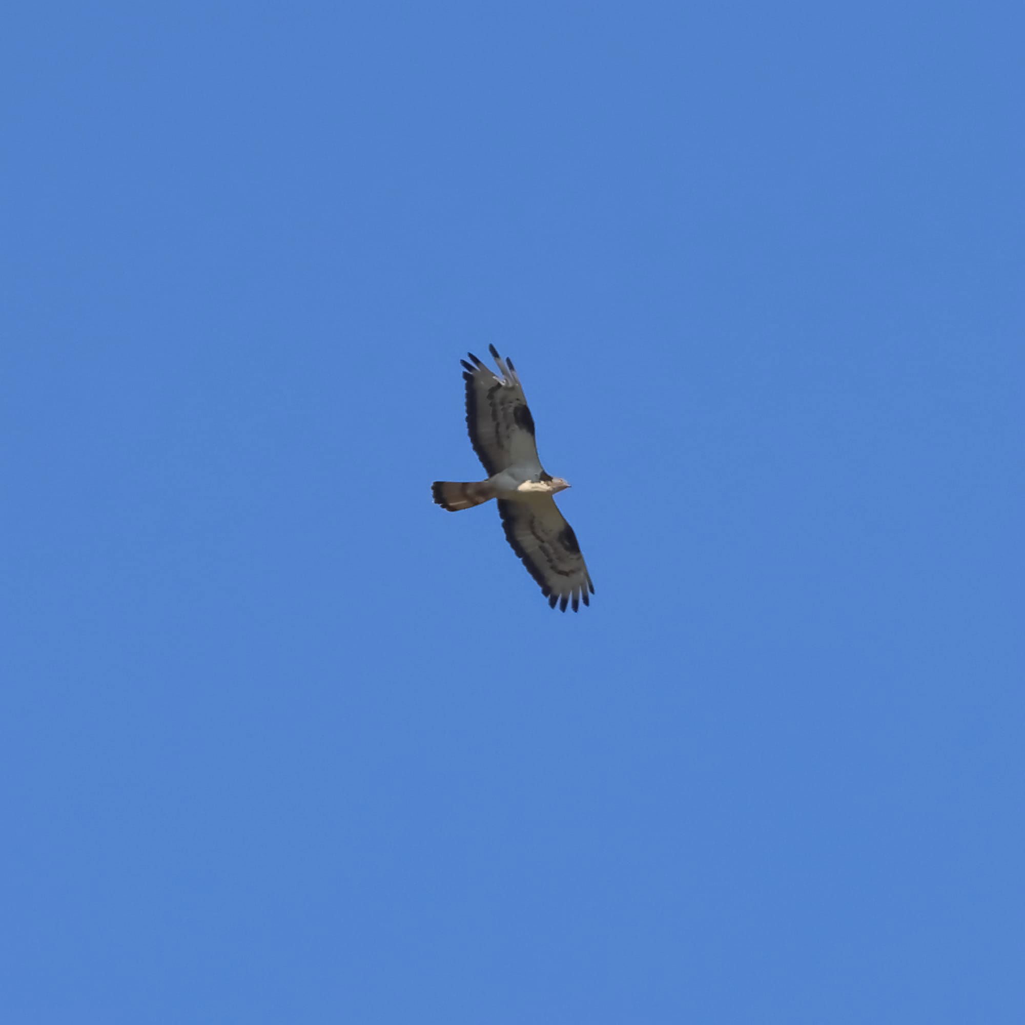 Honey Buzzard