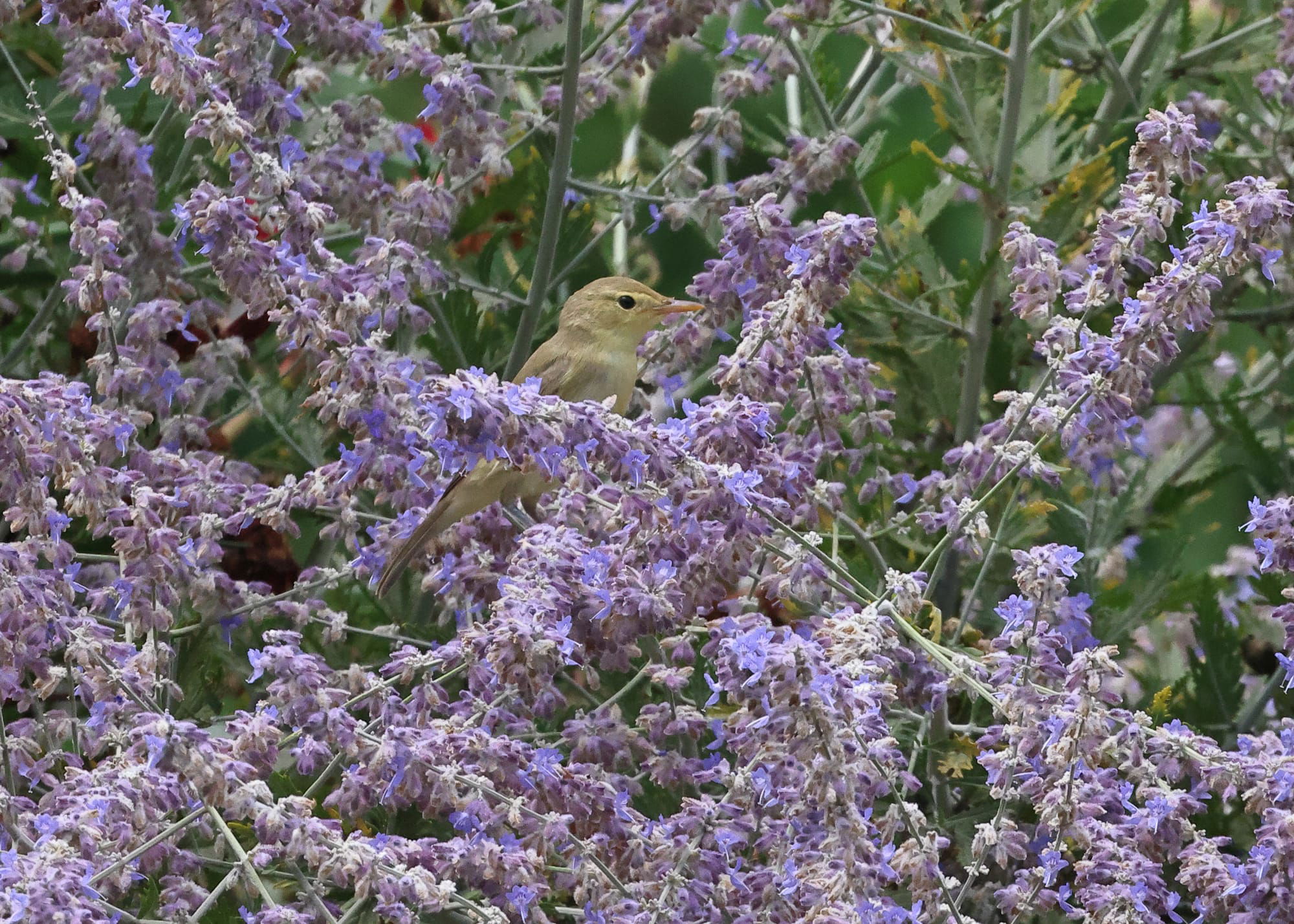 Melodious Warbler