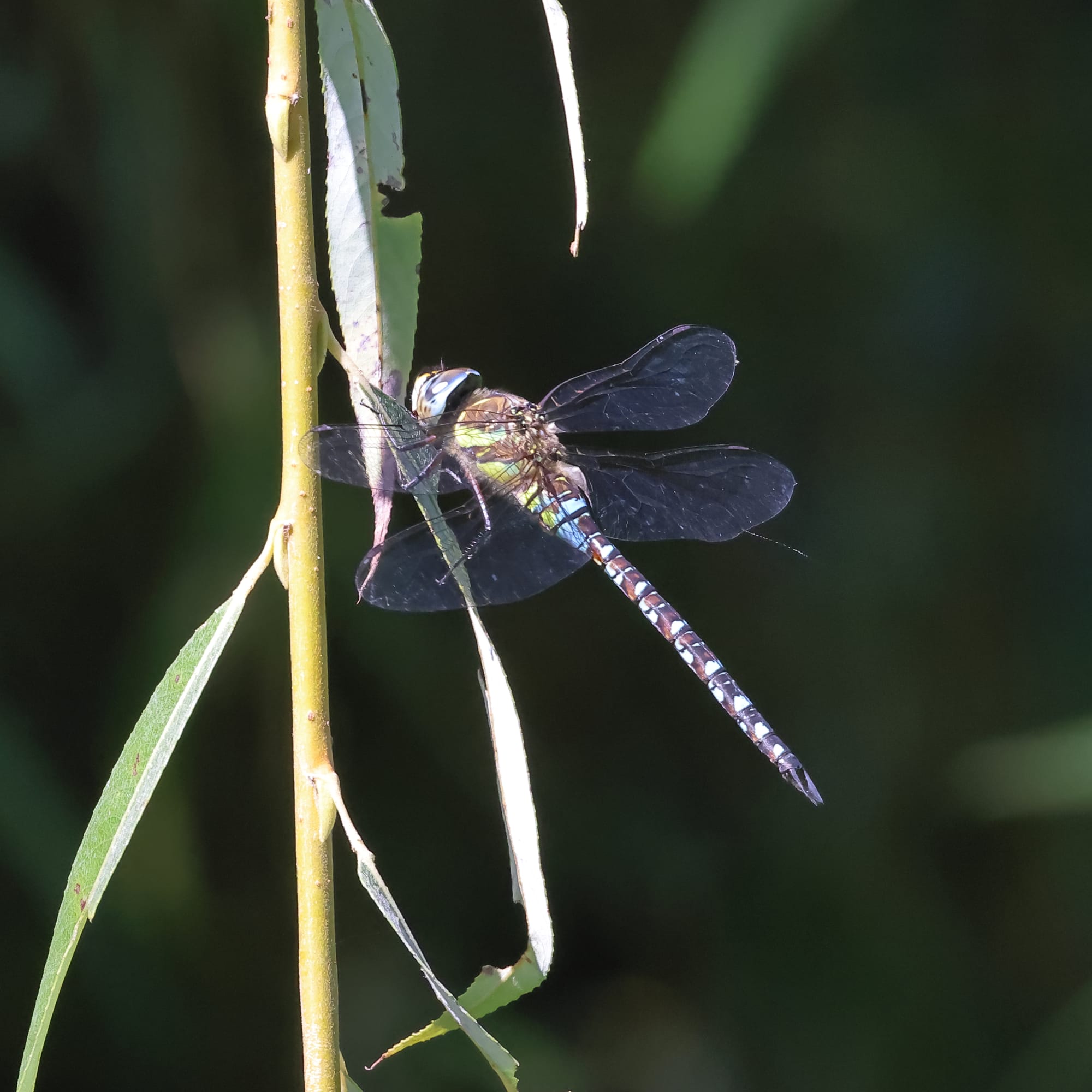 Migrant Hawker