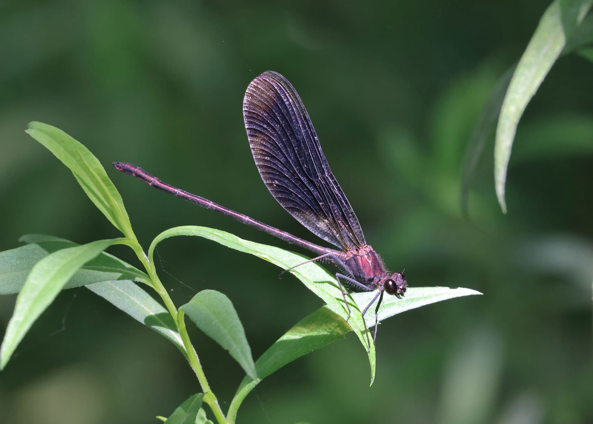 Copper Demoiselle