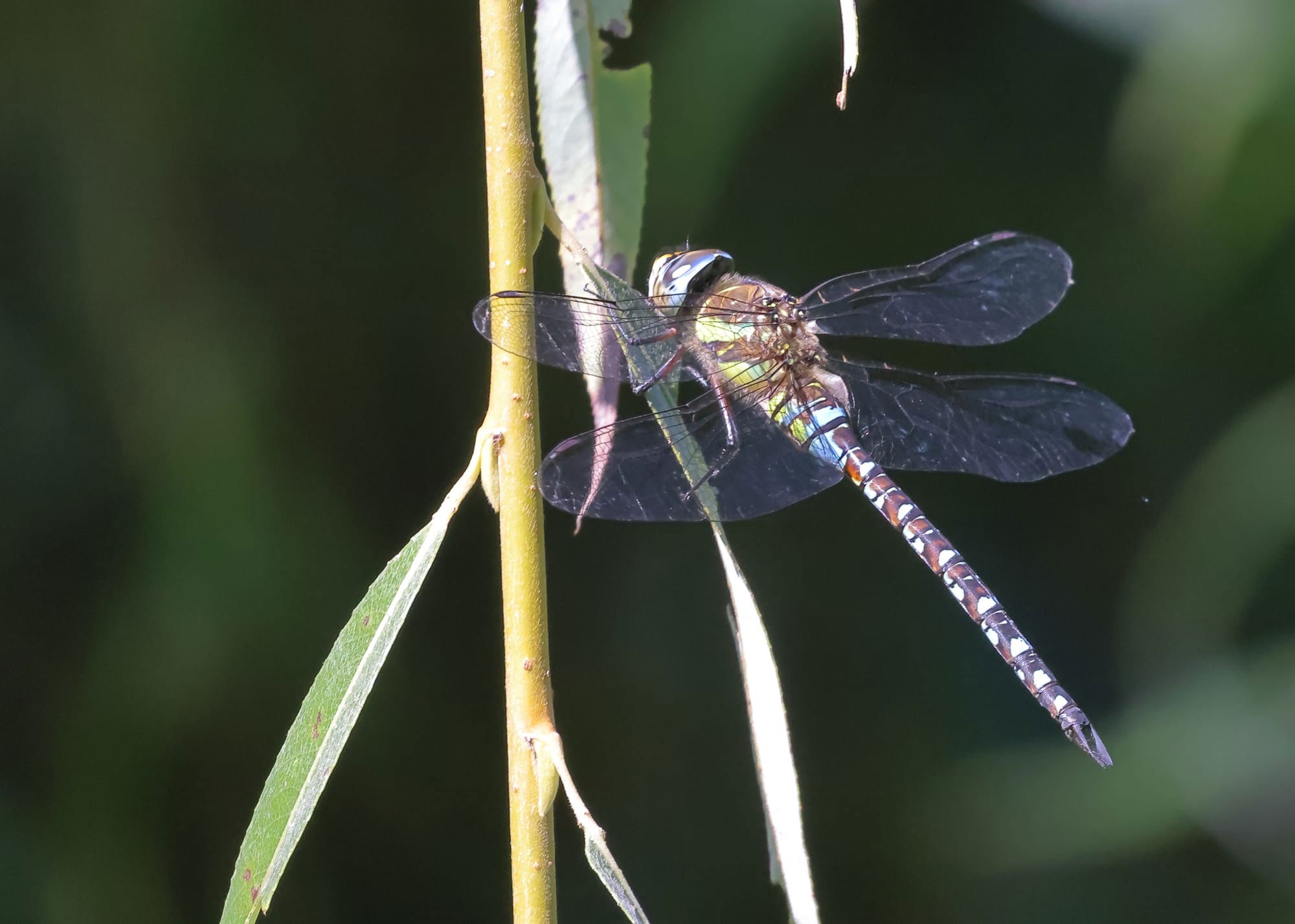 Migrant Hawker