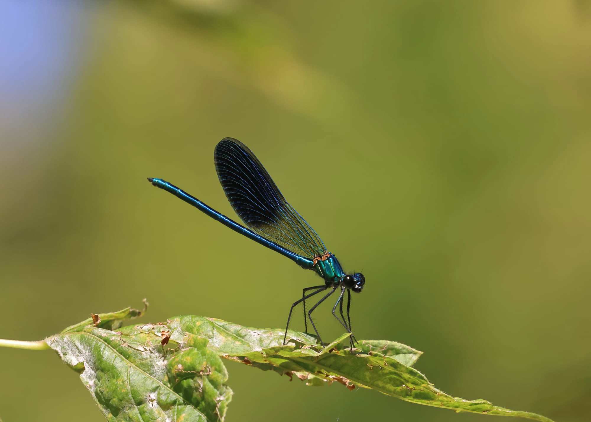 Western Demoiselle