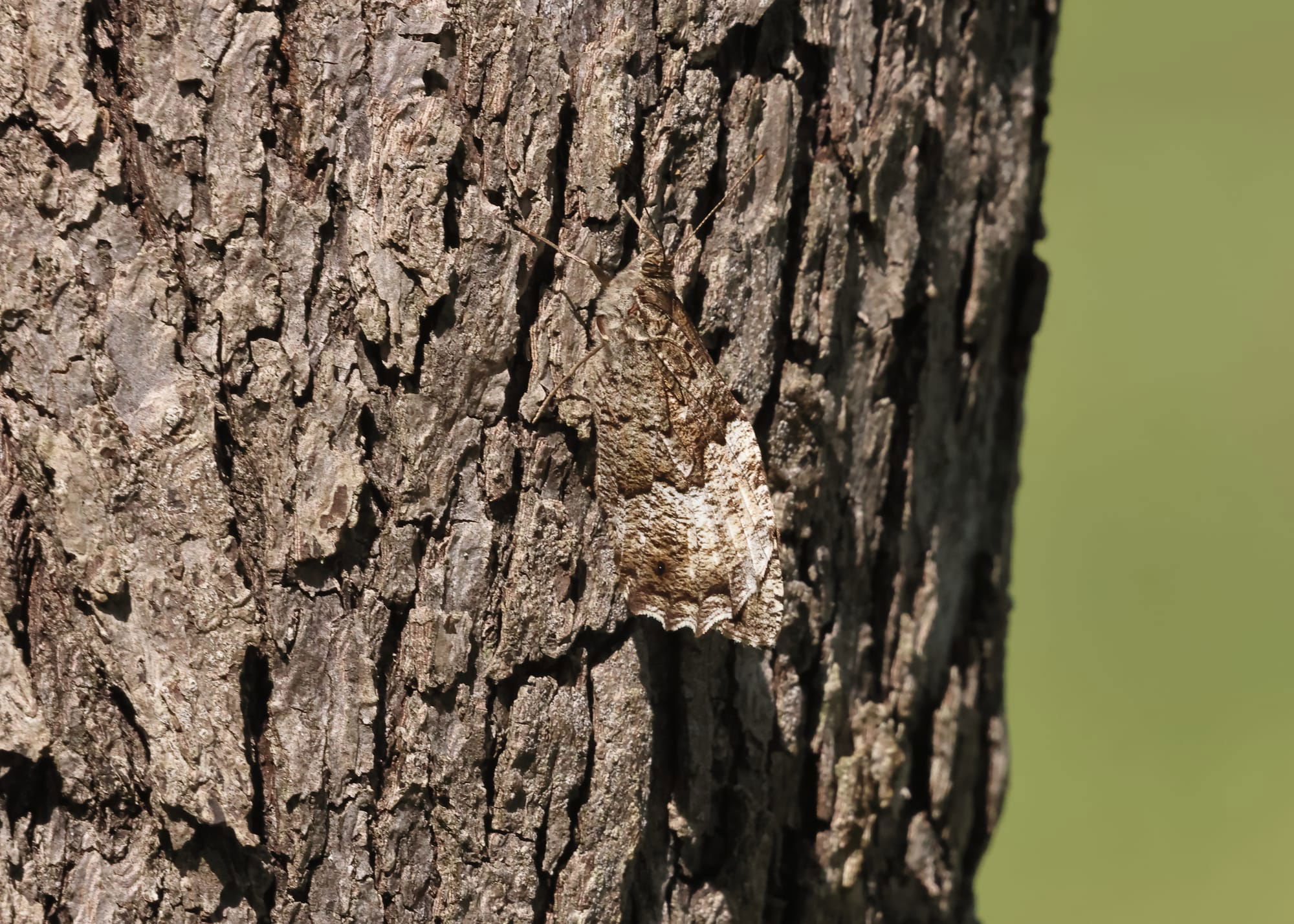 Woodland Grayling