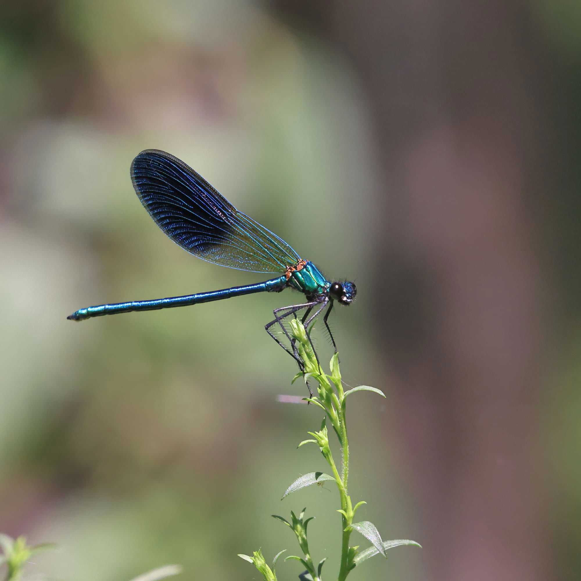 Western Demoiselle