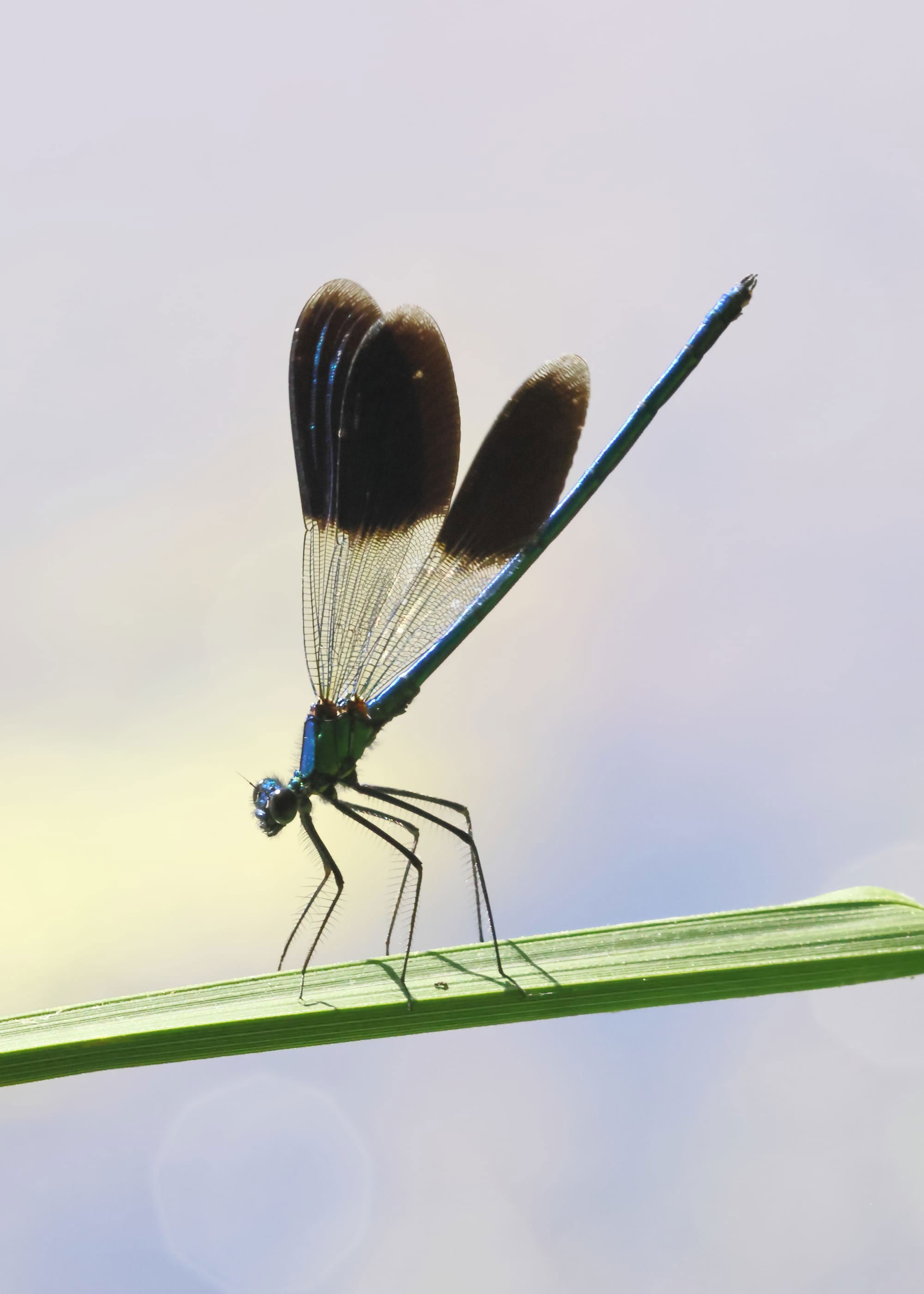 Western Demoiselle