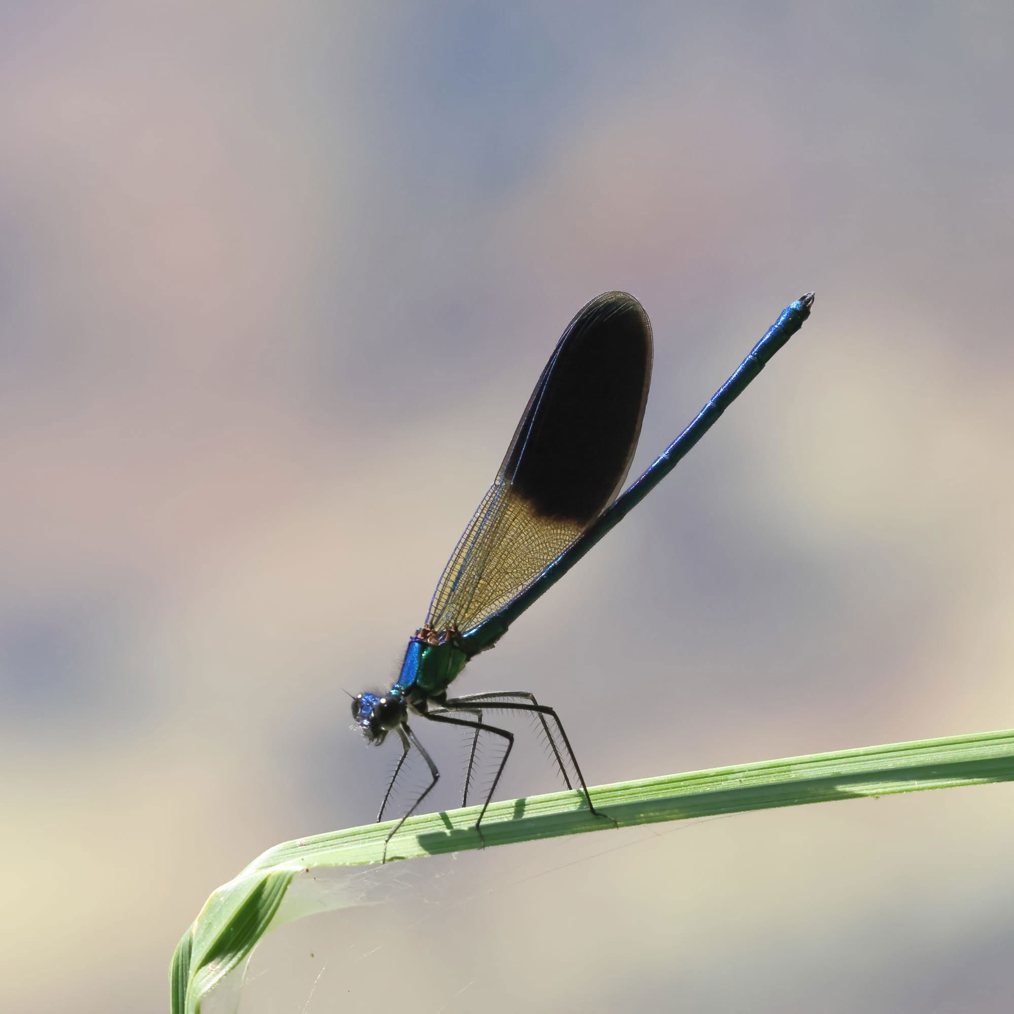 Western Demoiselle