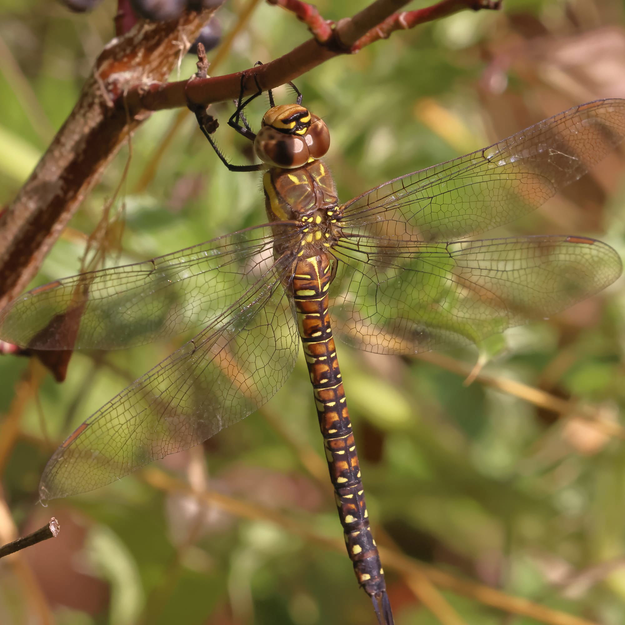 Migrant Hawker