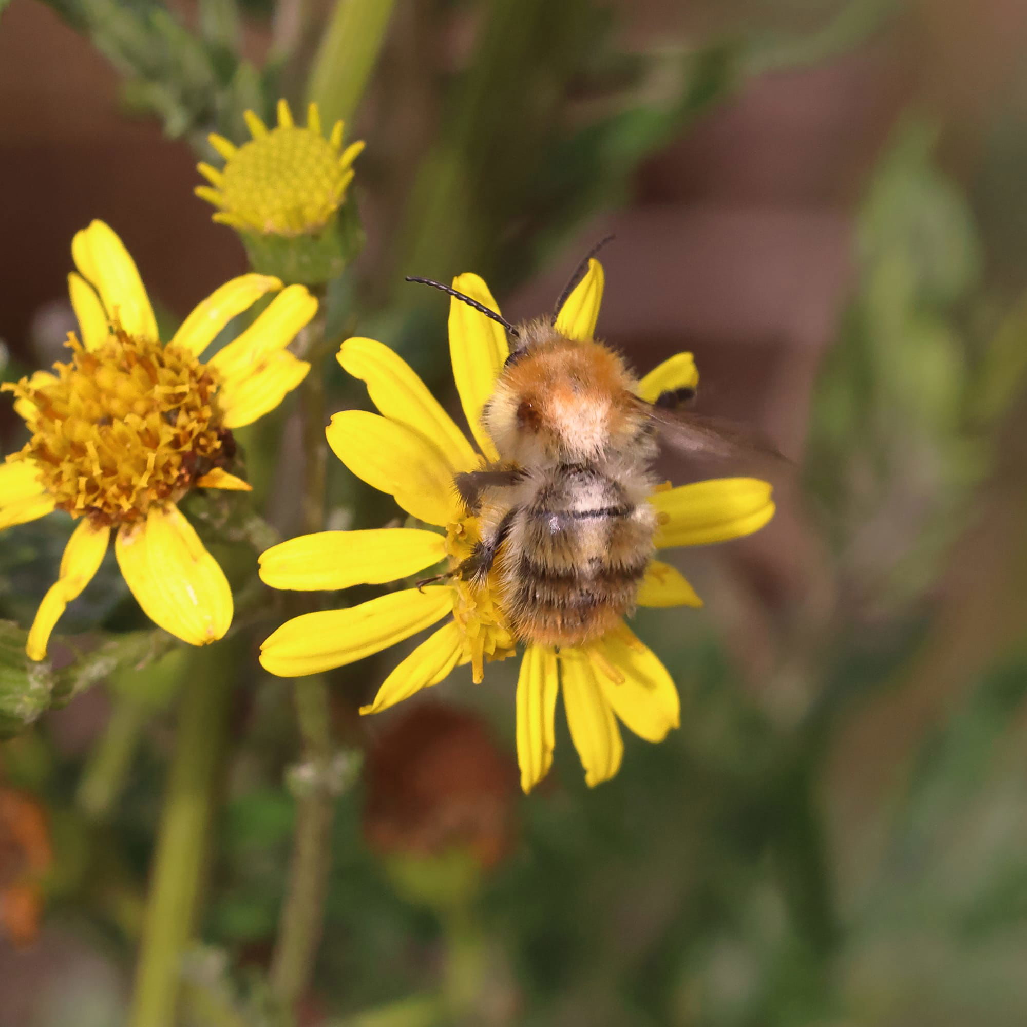 Common Carder Bee