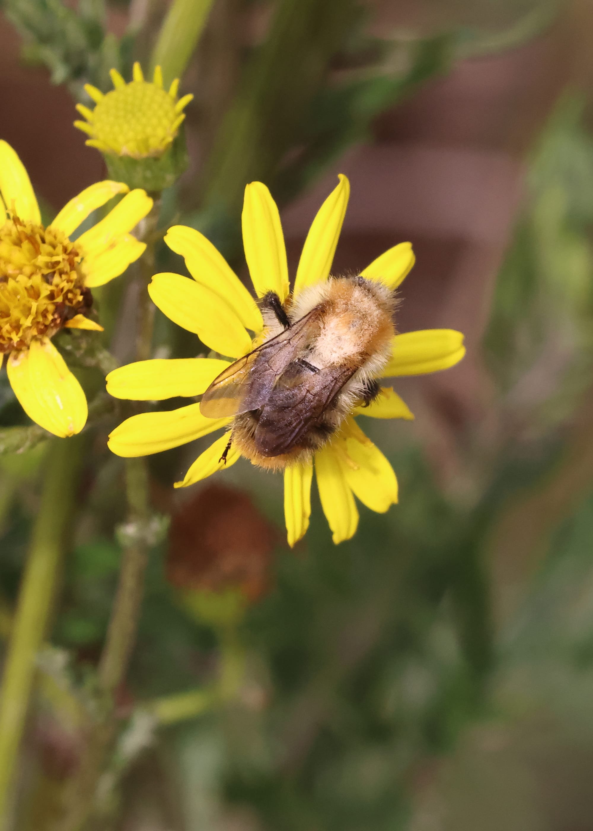 Common Garden Bumblebee