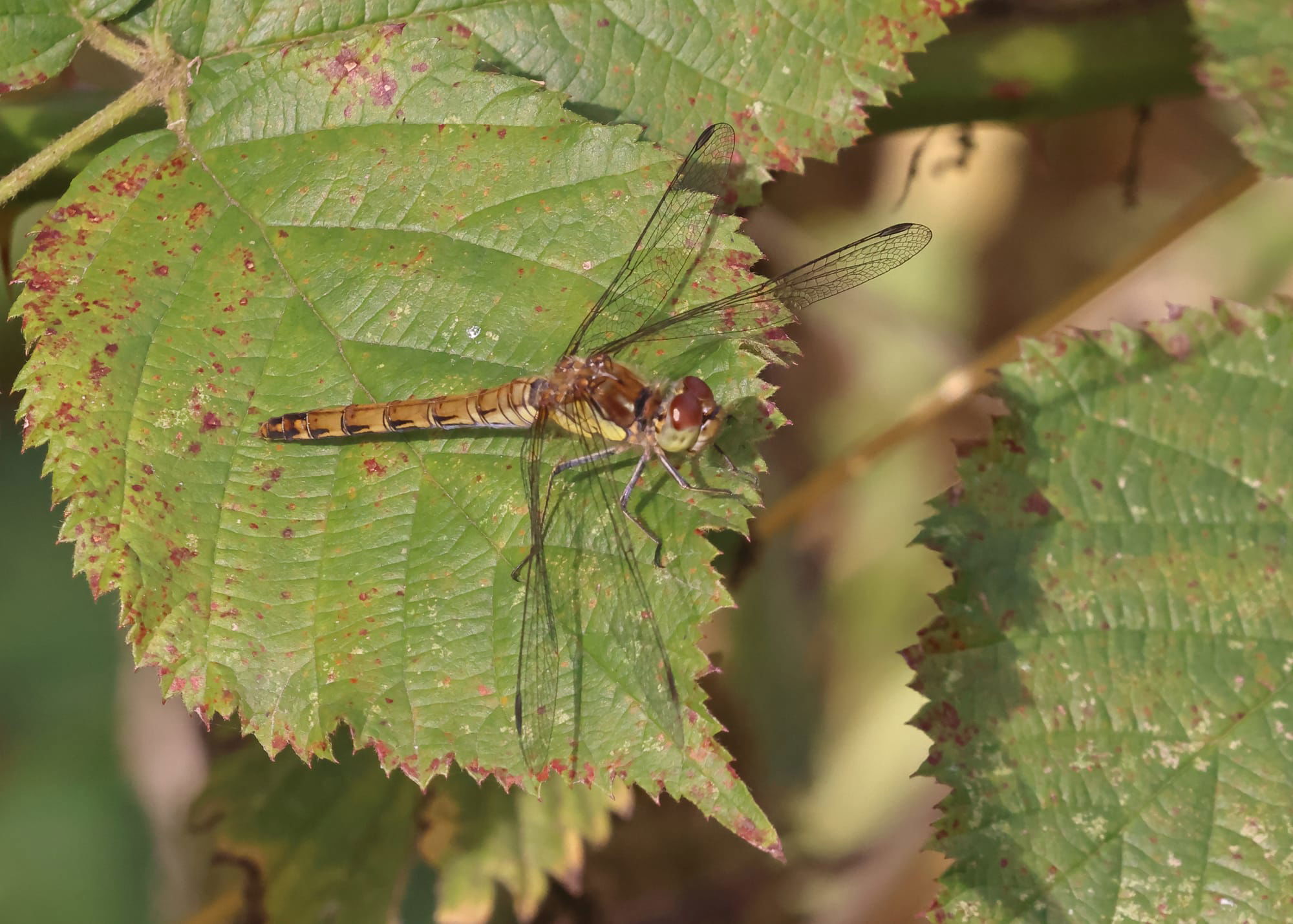 Common Darter