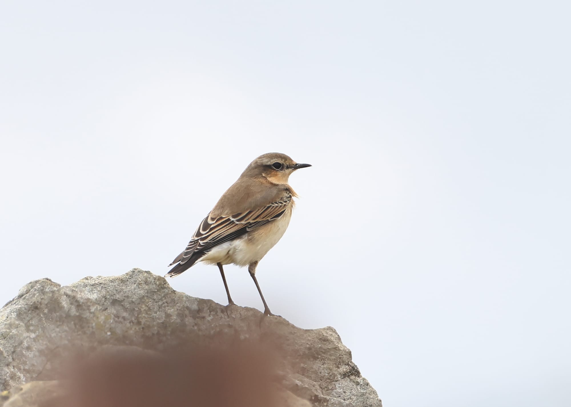 Wheatear