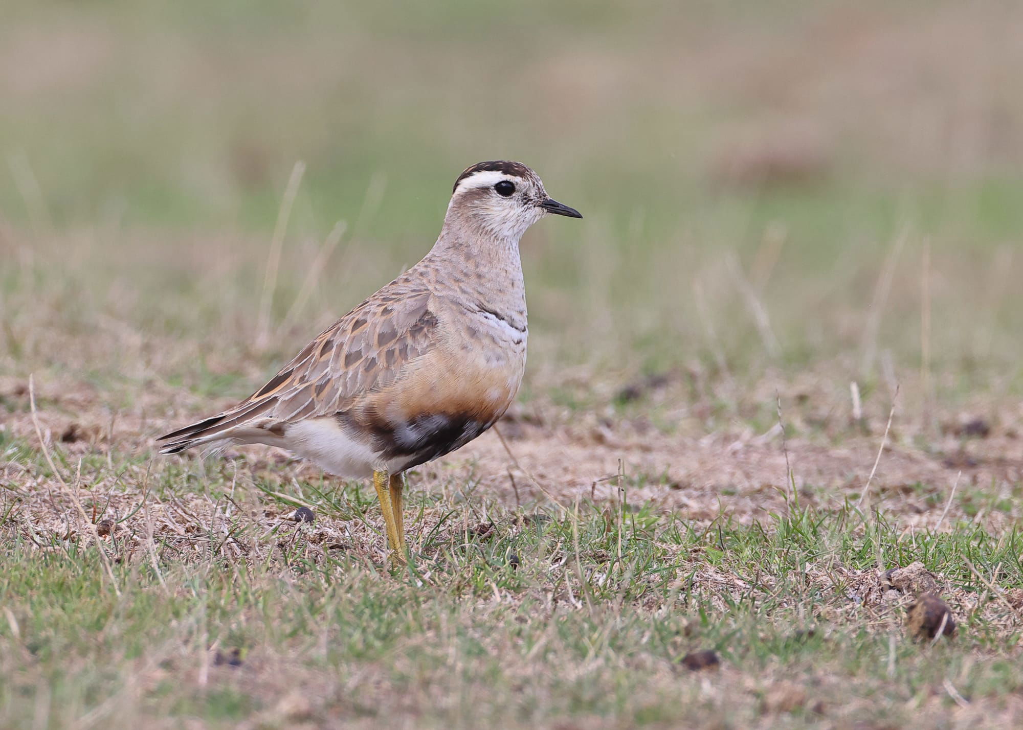 Dotterel