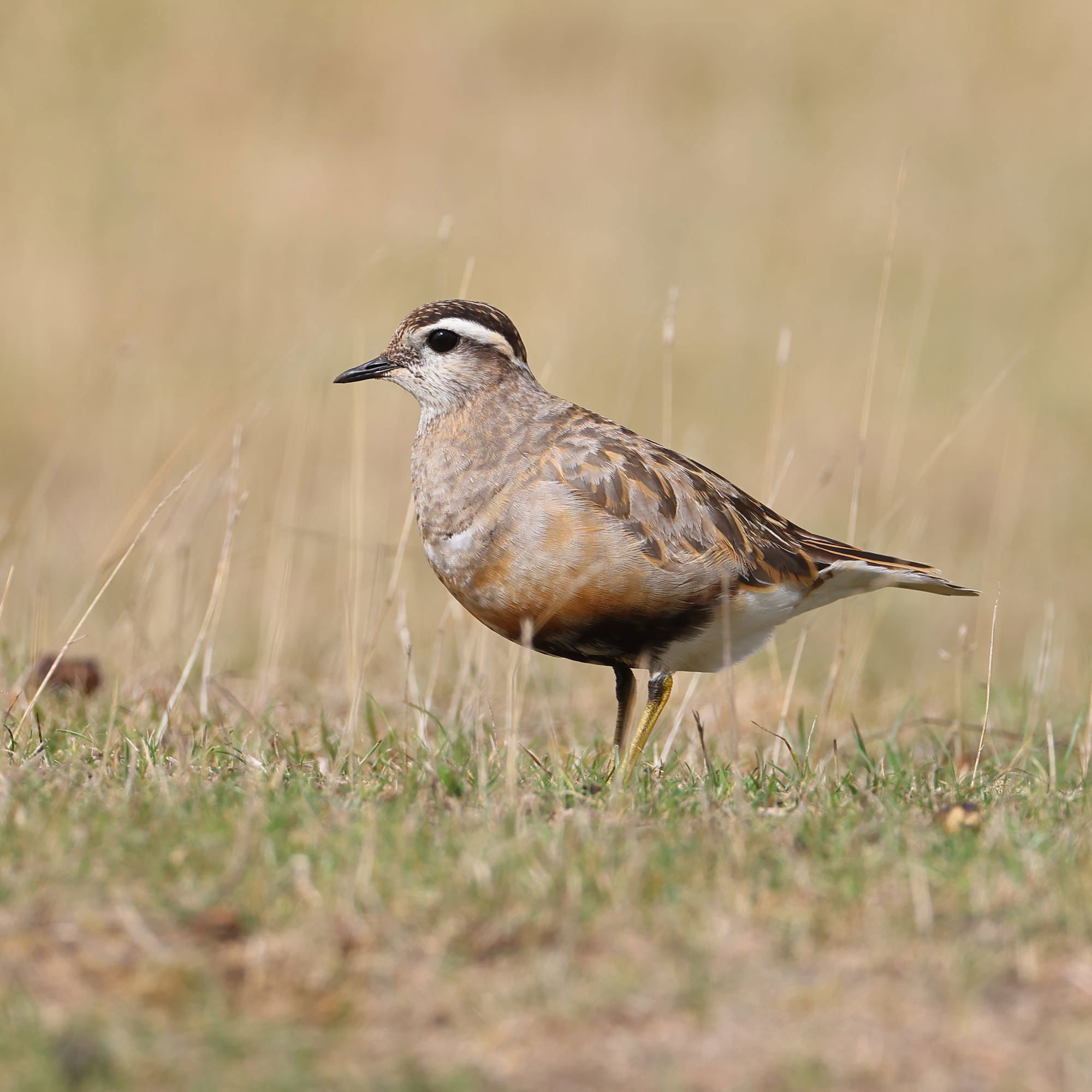 Dotterel