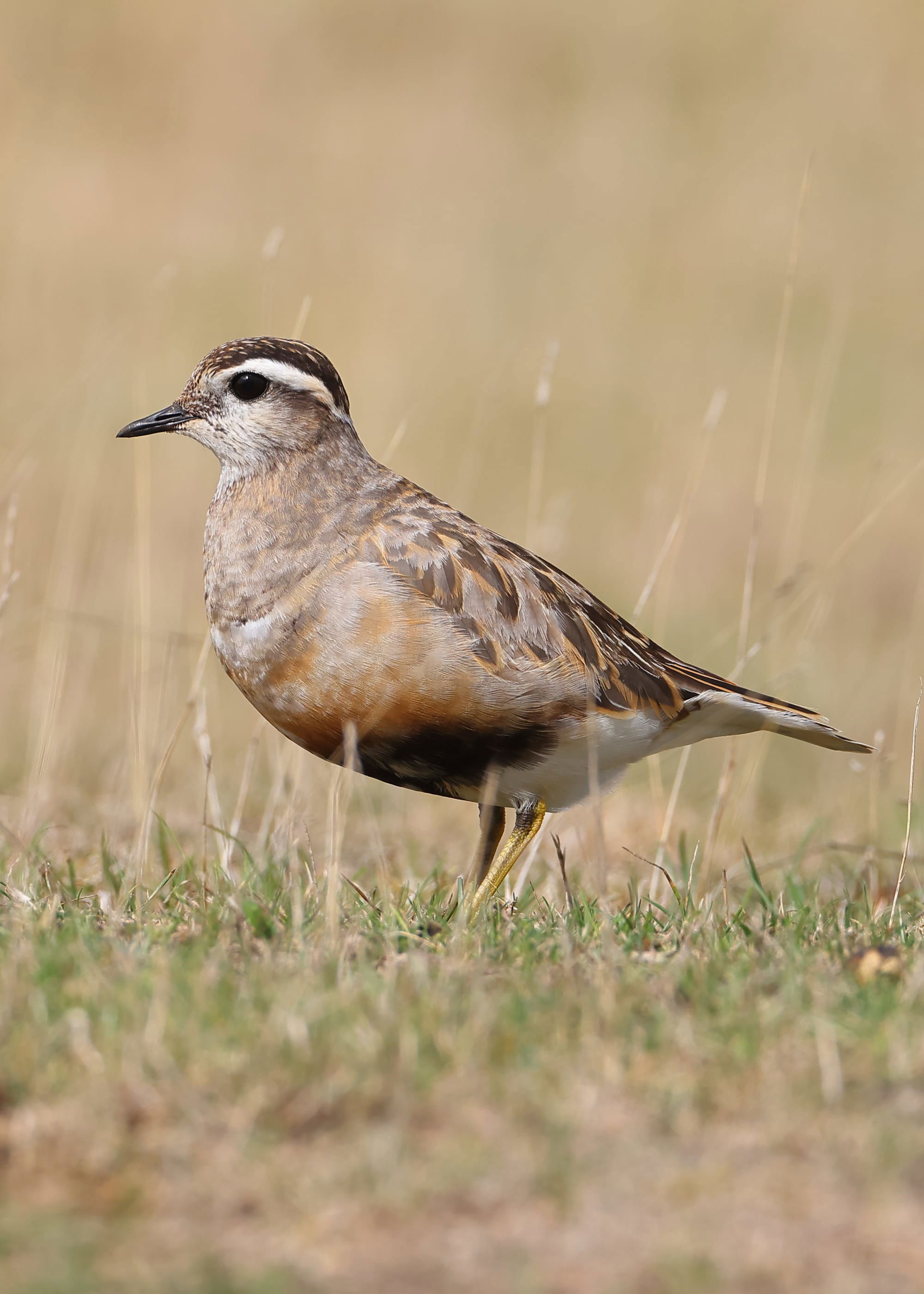 Dotterel