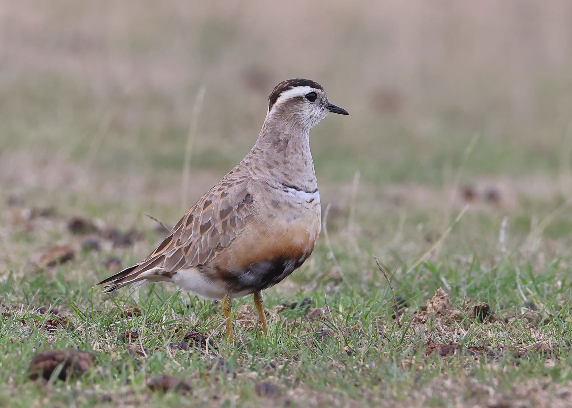 Dotterel