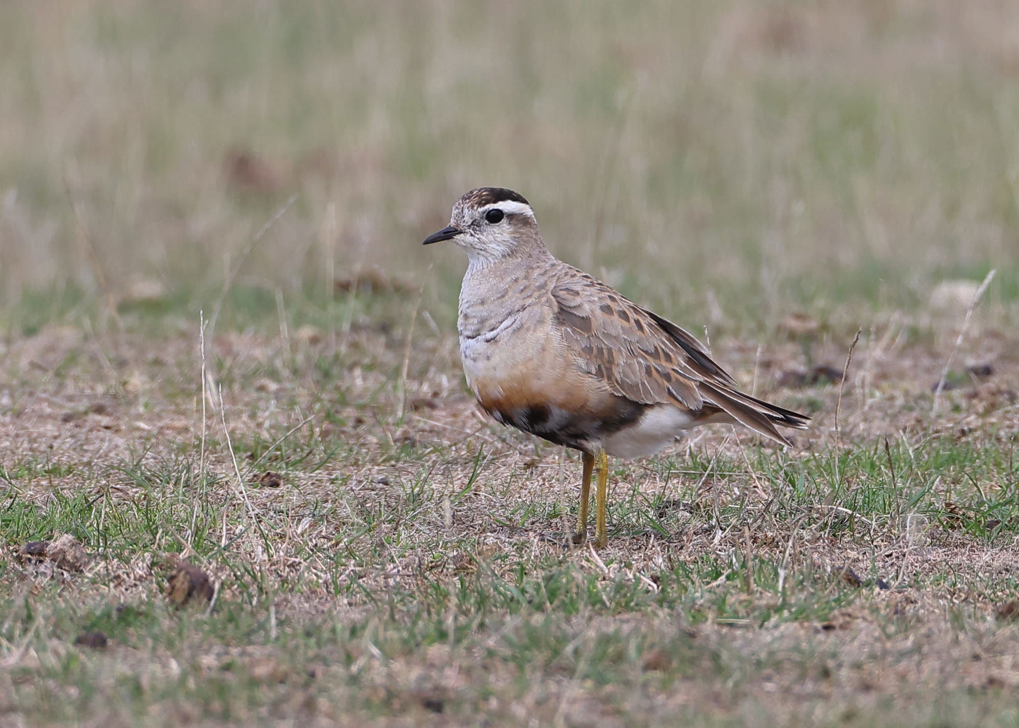 Dotterel