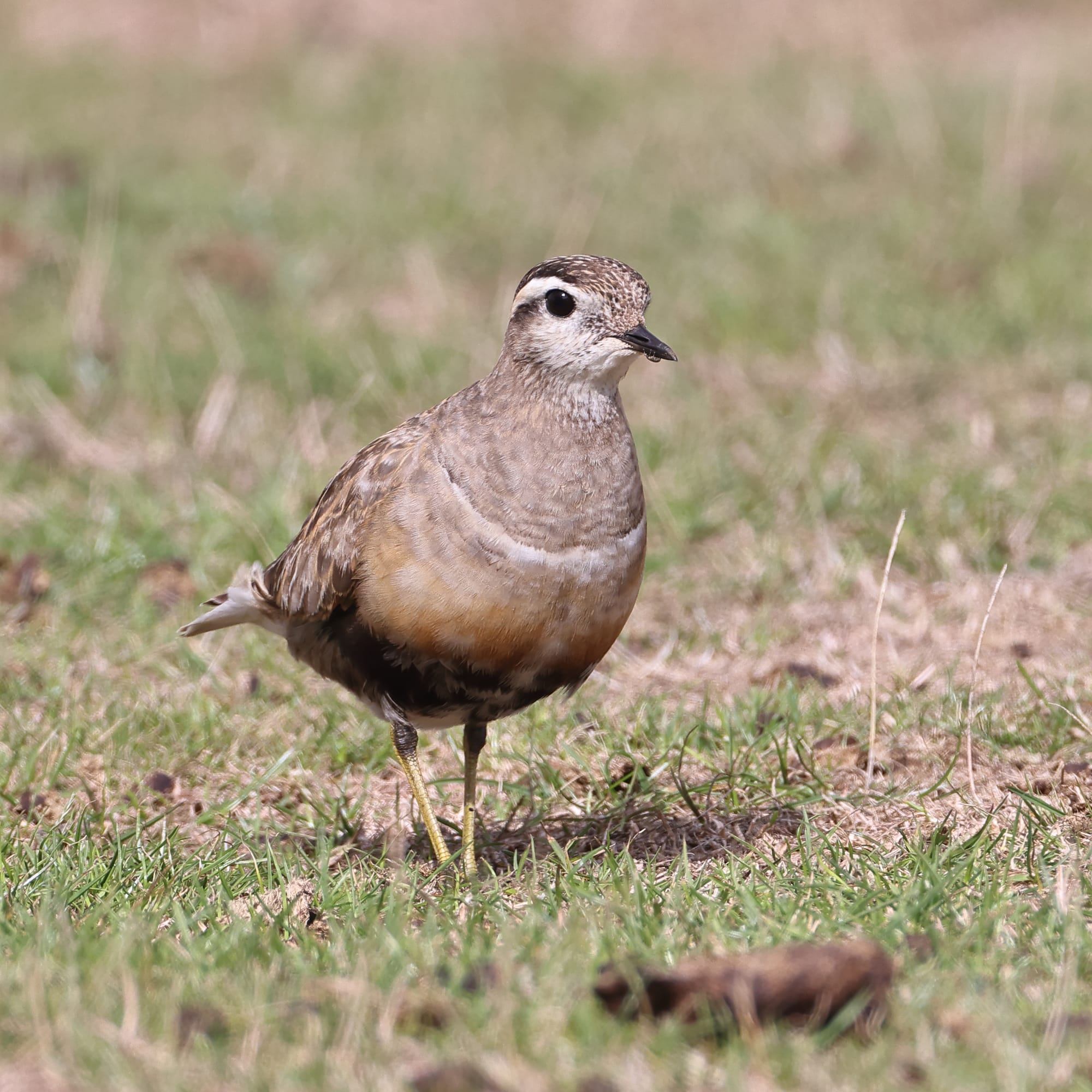 Dotterel