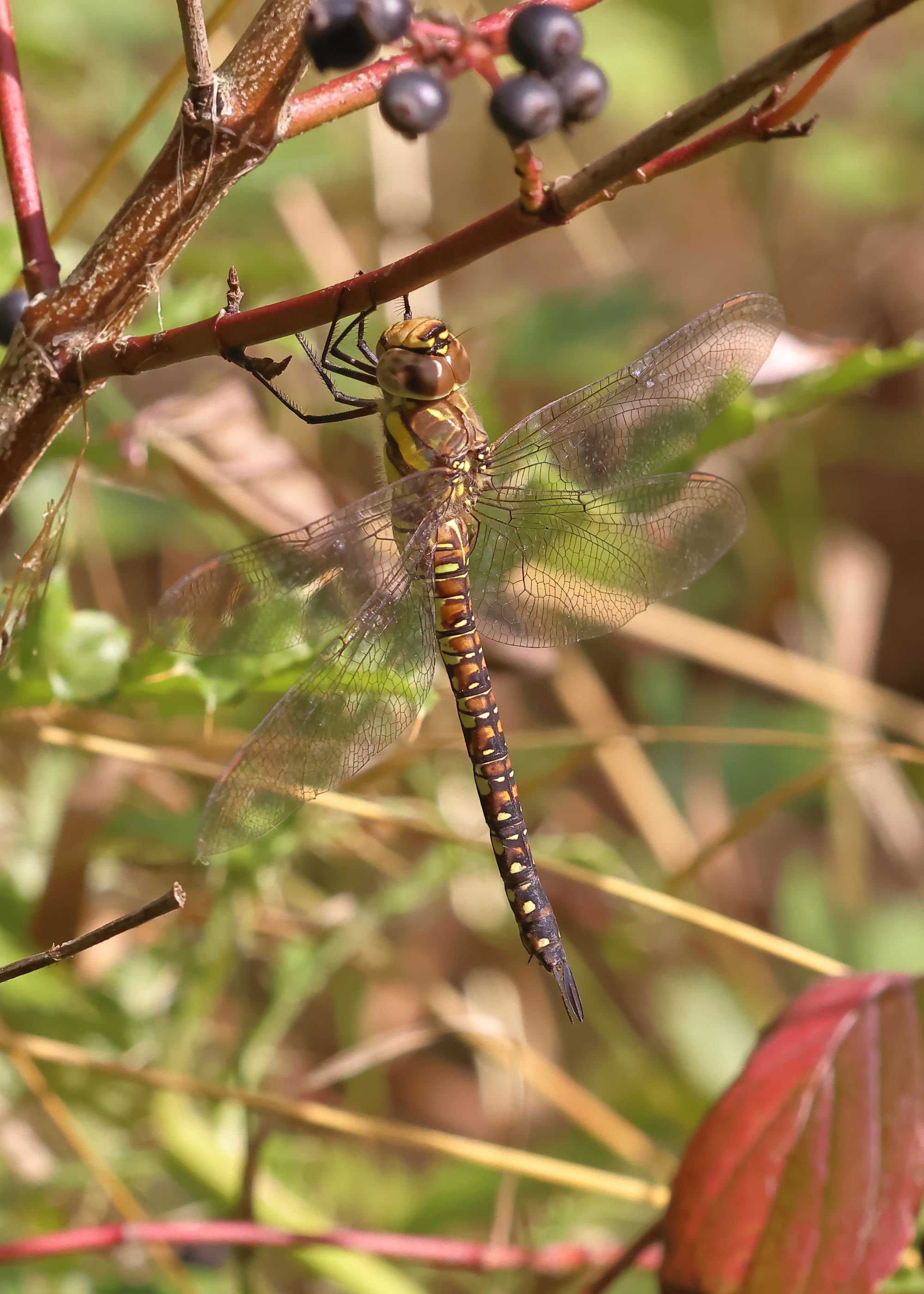 Migrant Hawker