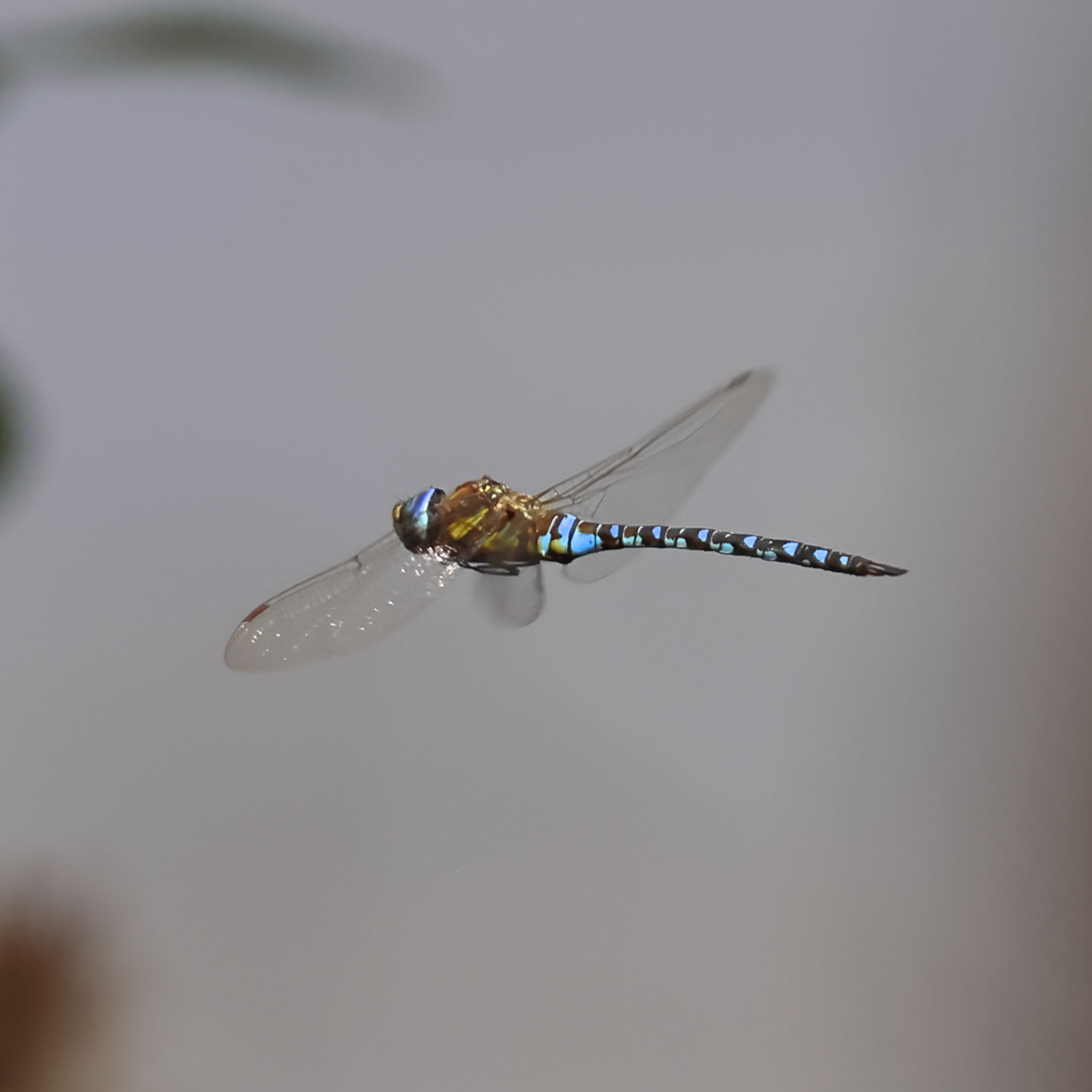 Migrant Hawker