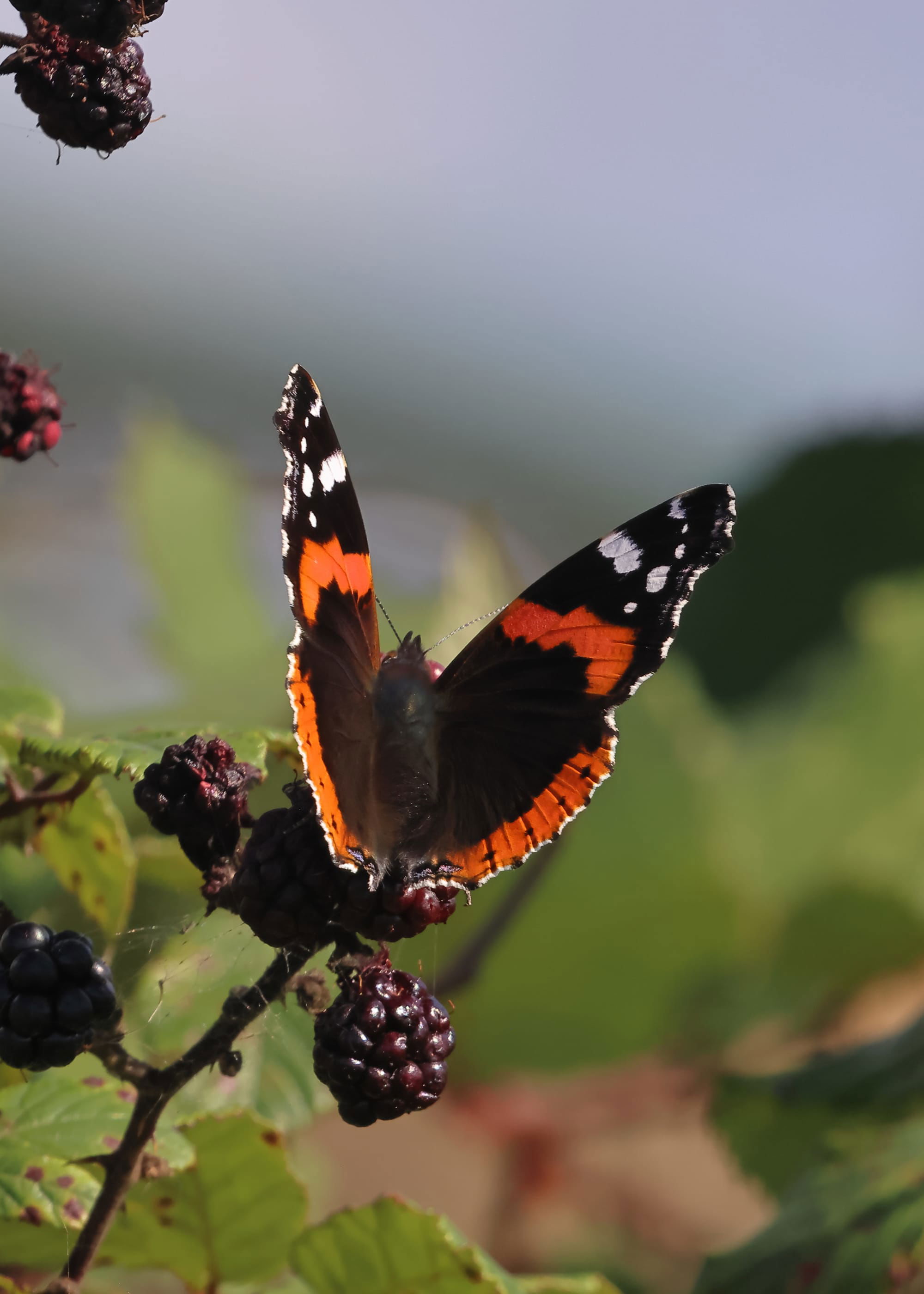 Red Admiral