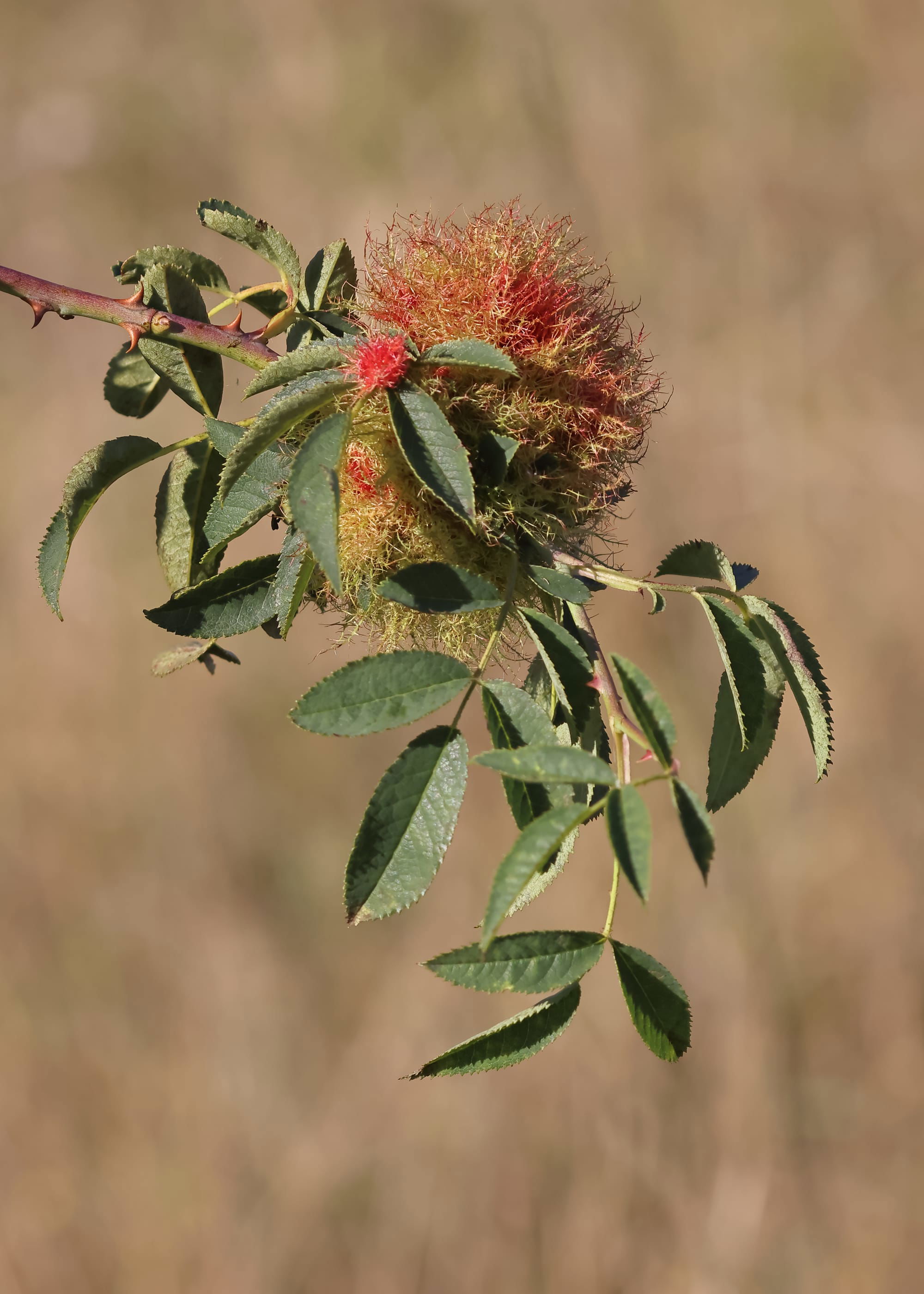 Robin's Pincushion Gall ( on a dog rose )