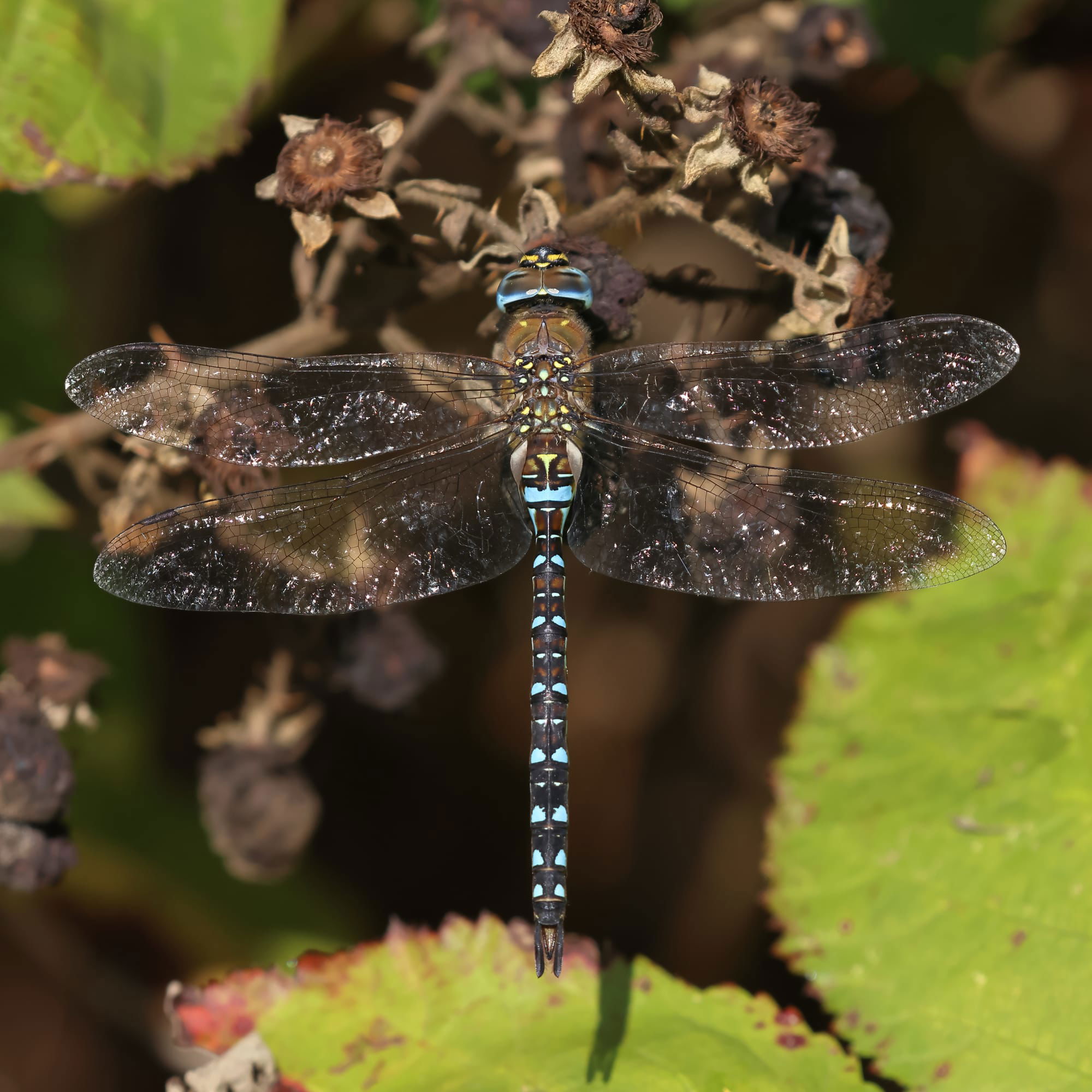 Migrant Hawker