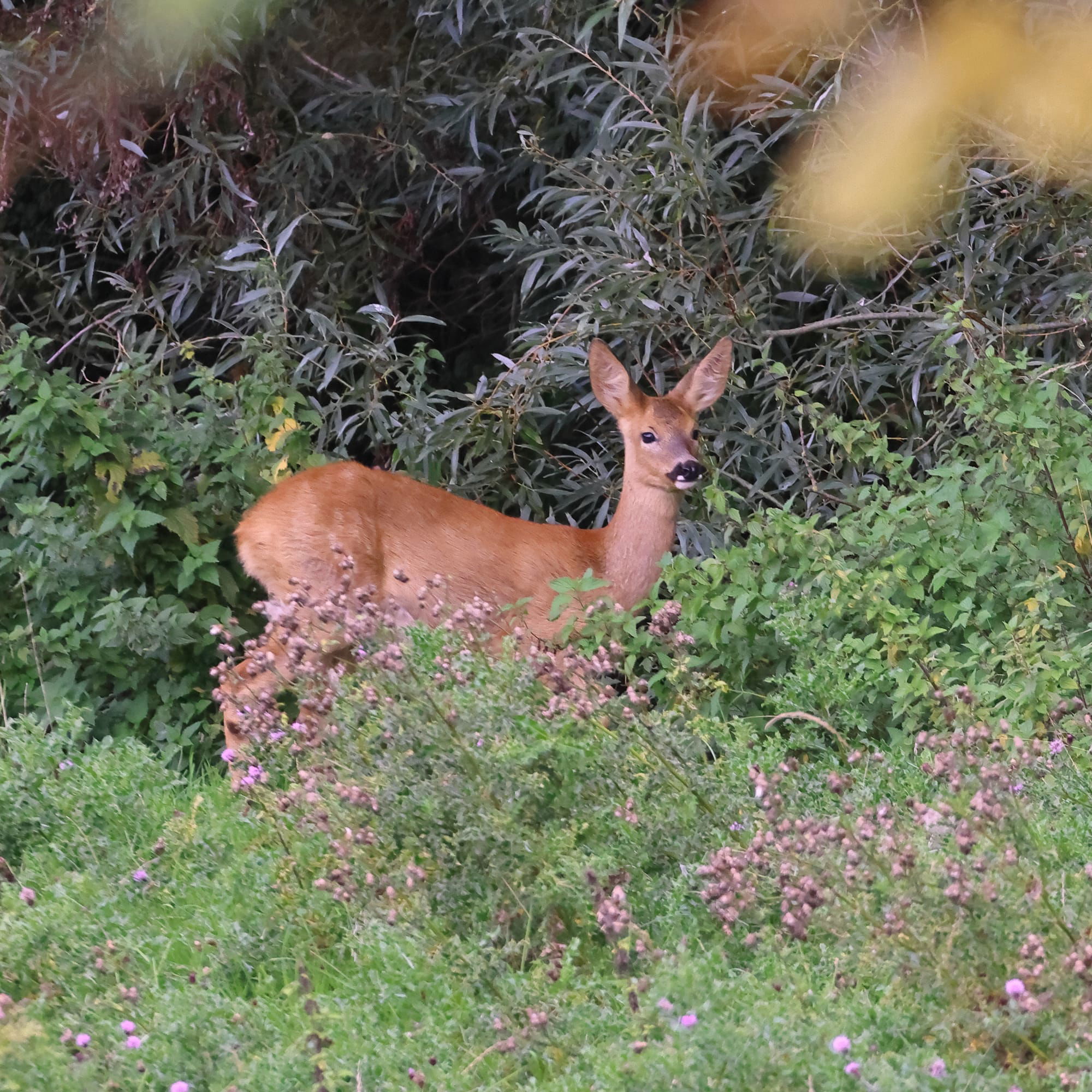 Roe Deer