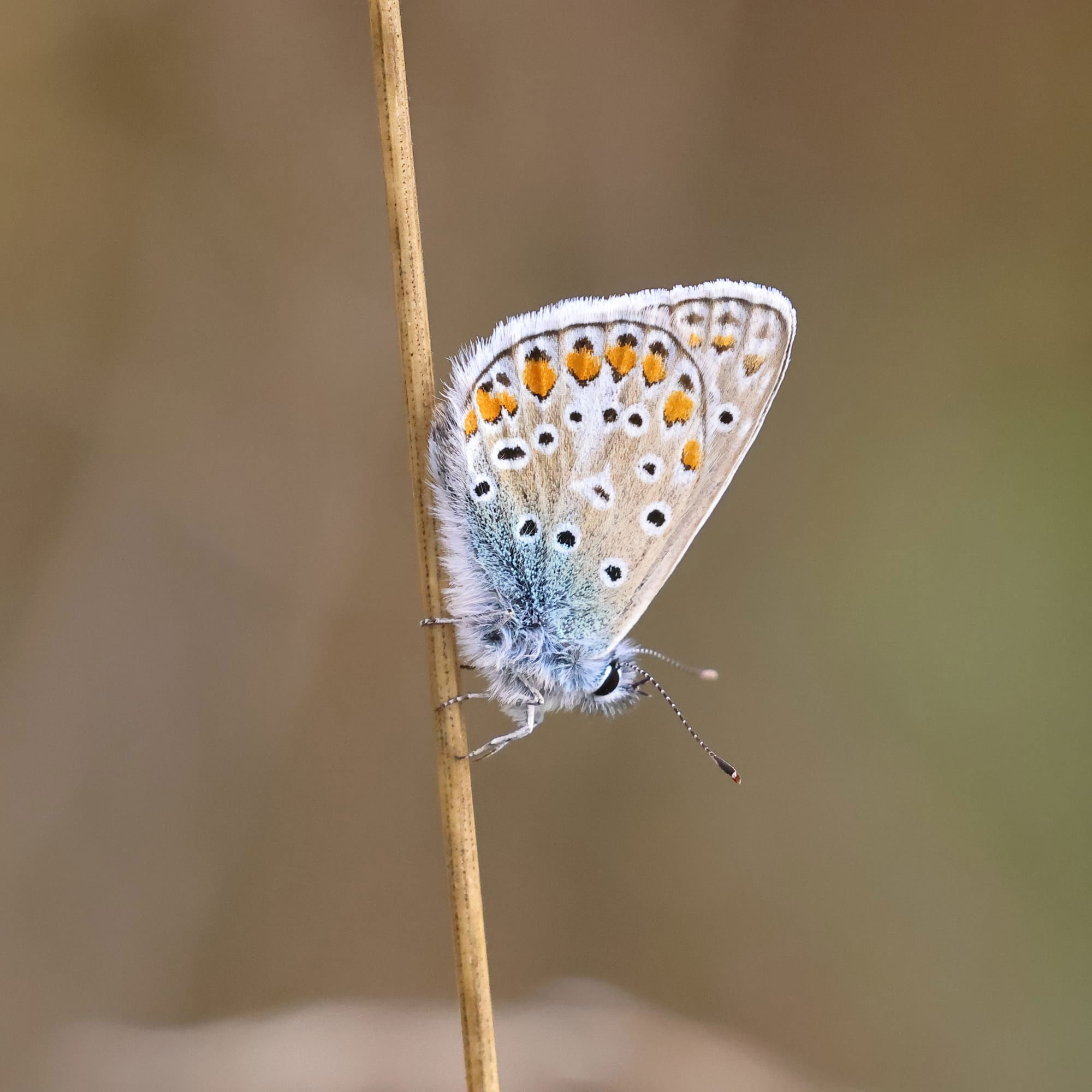 Common Blue