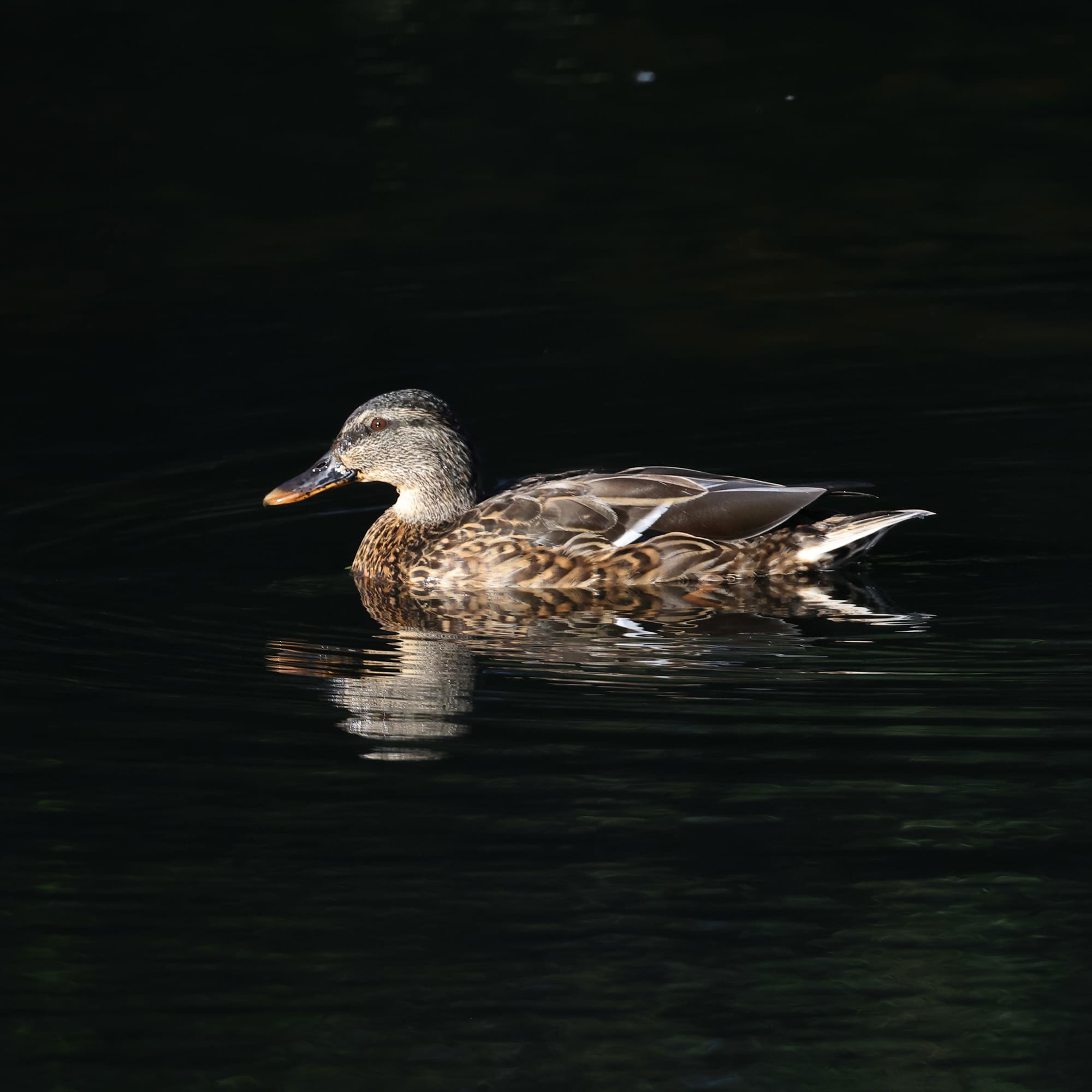 Mallard