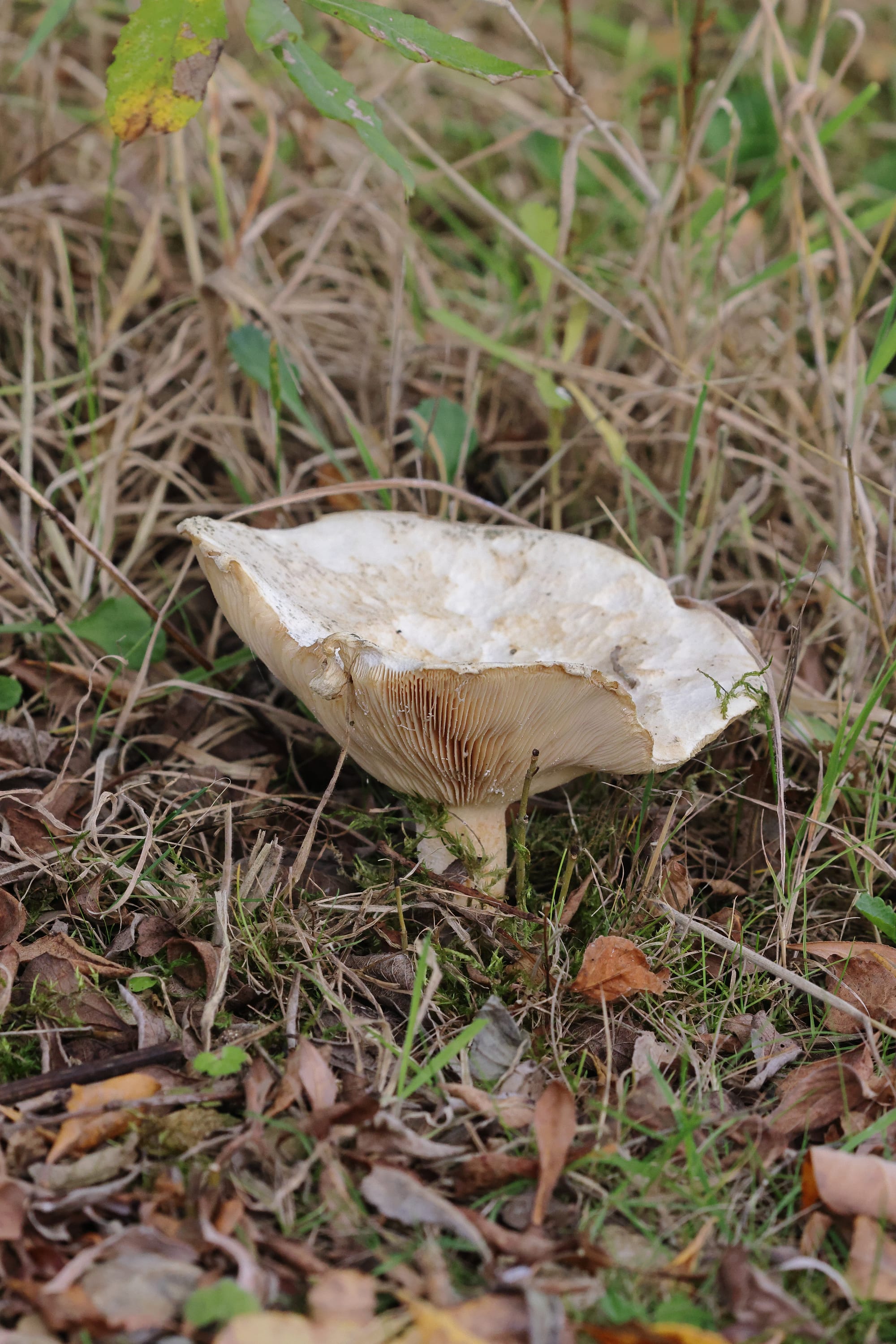 Trooping Funnel Cap