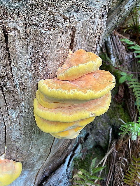 Chicken-in-the-Woods Bracket Fungus