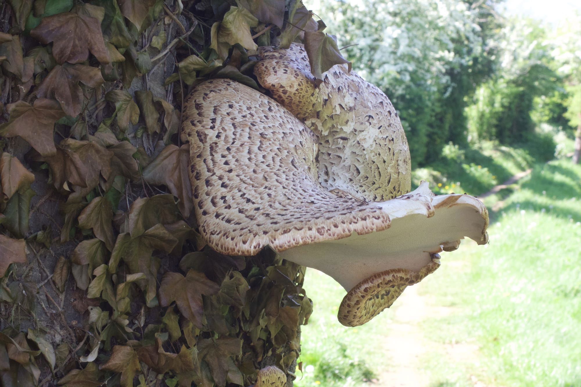 Dryad's Saddle