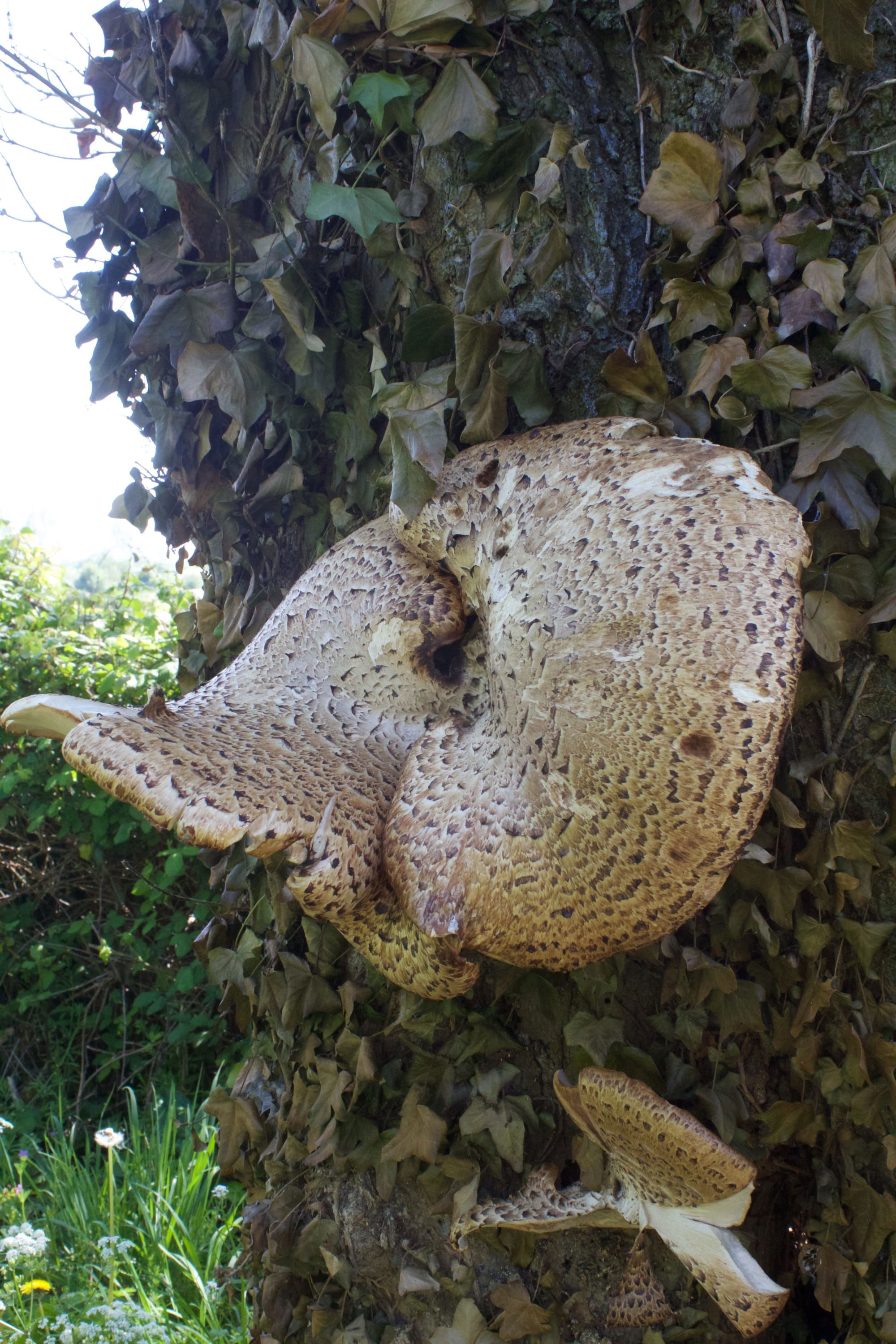 Dryad's Saddle