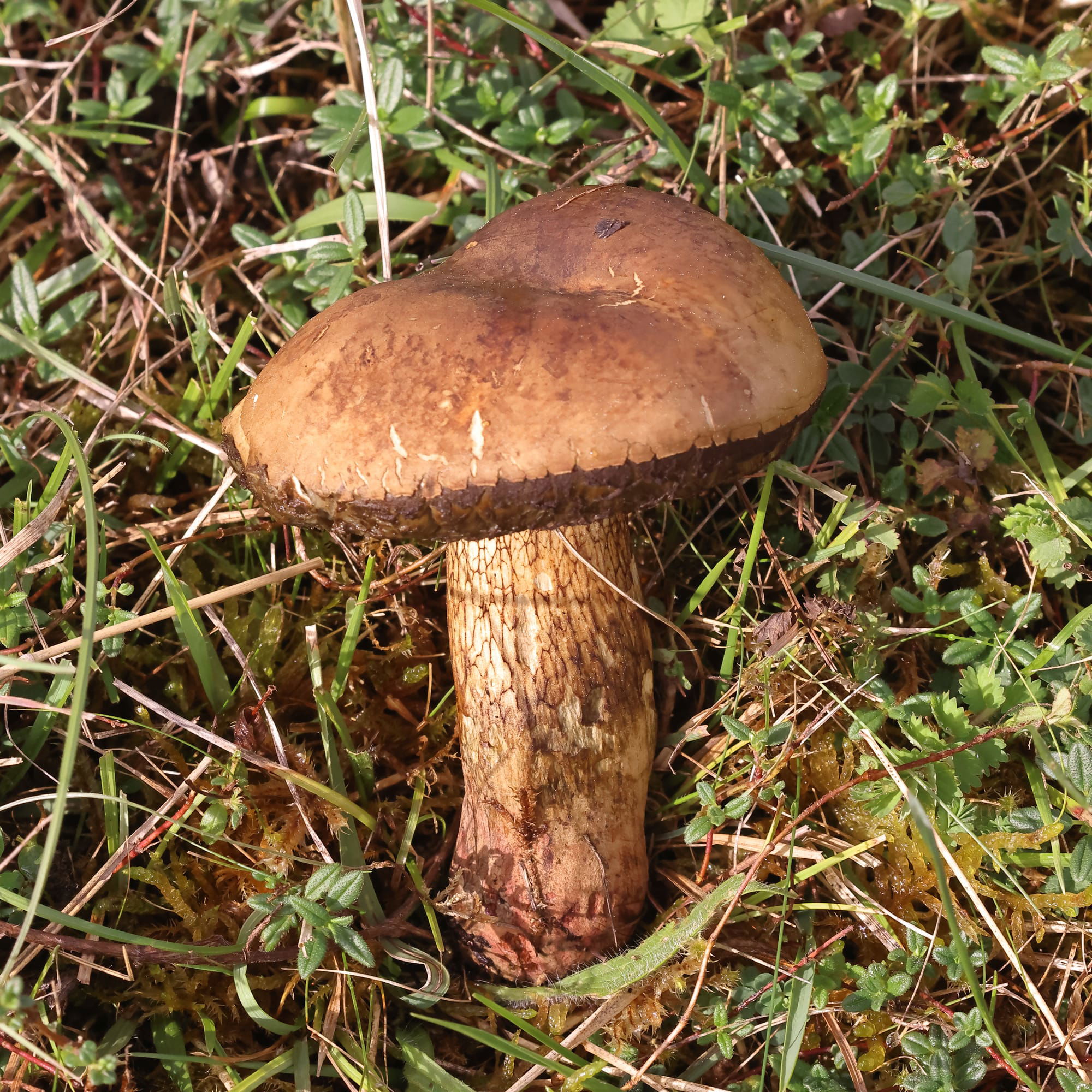 Lurid Boletus