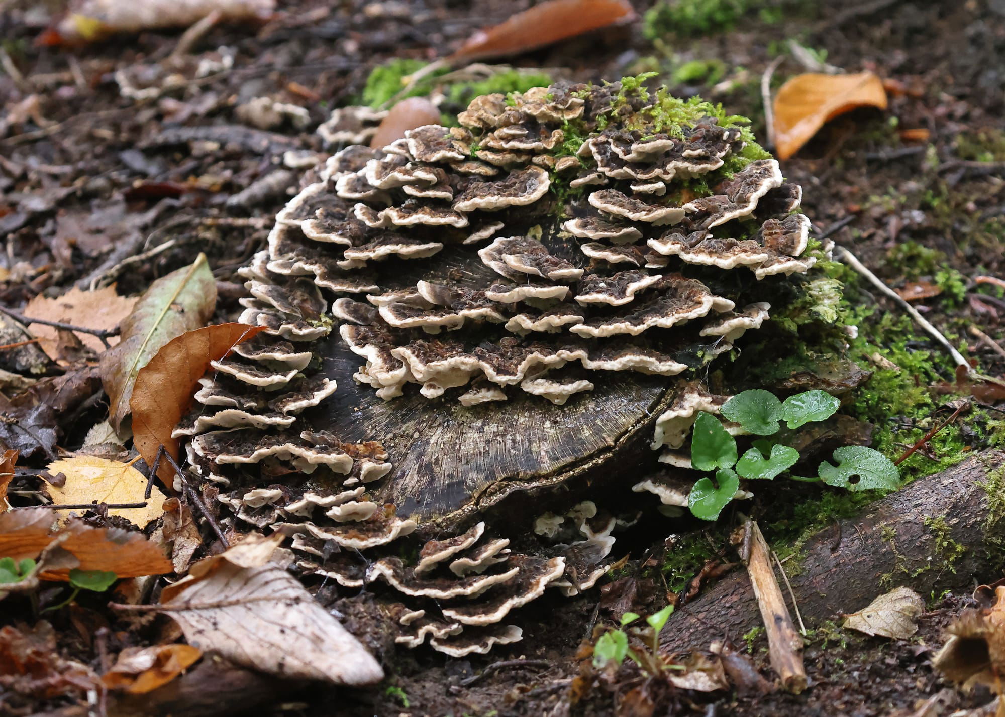 Turkeytail Fungus