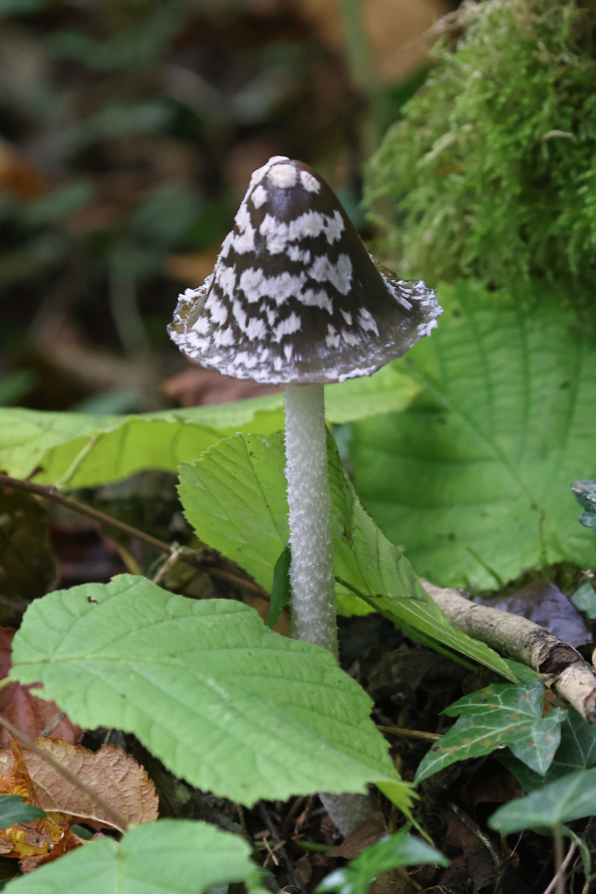 Magpie Inkcap