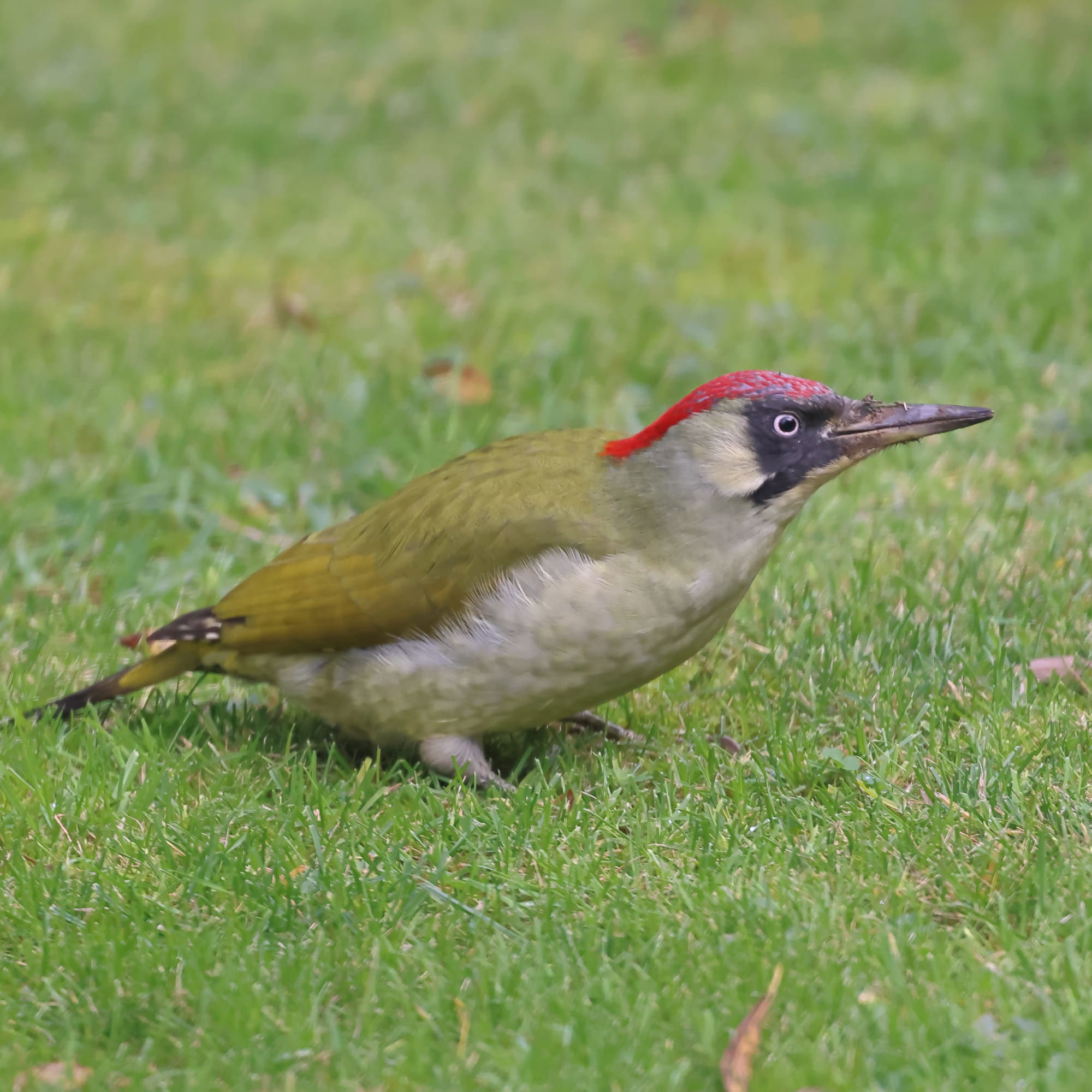 Green Woodpecker