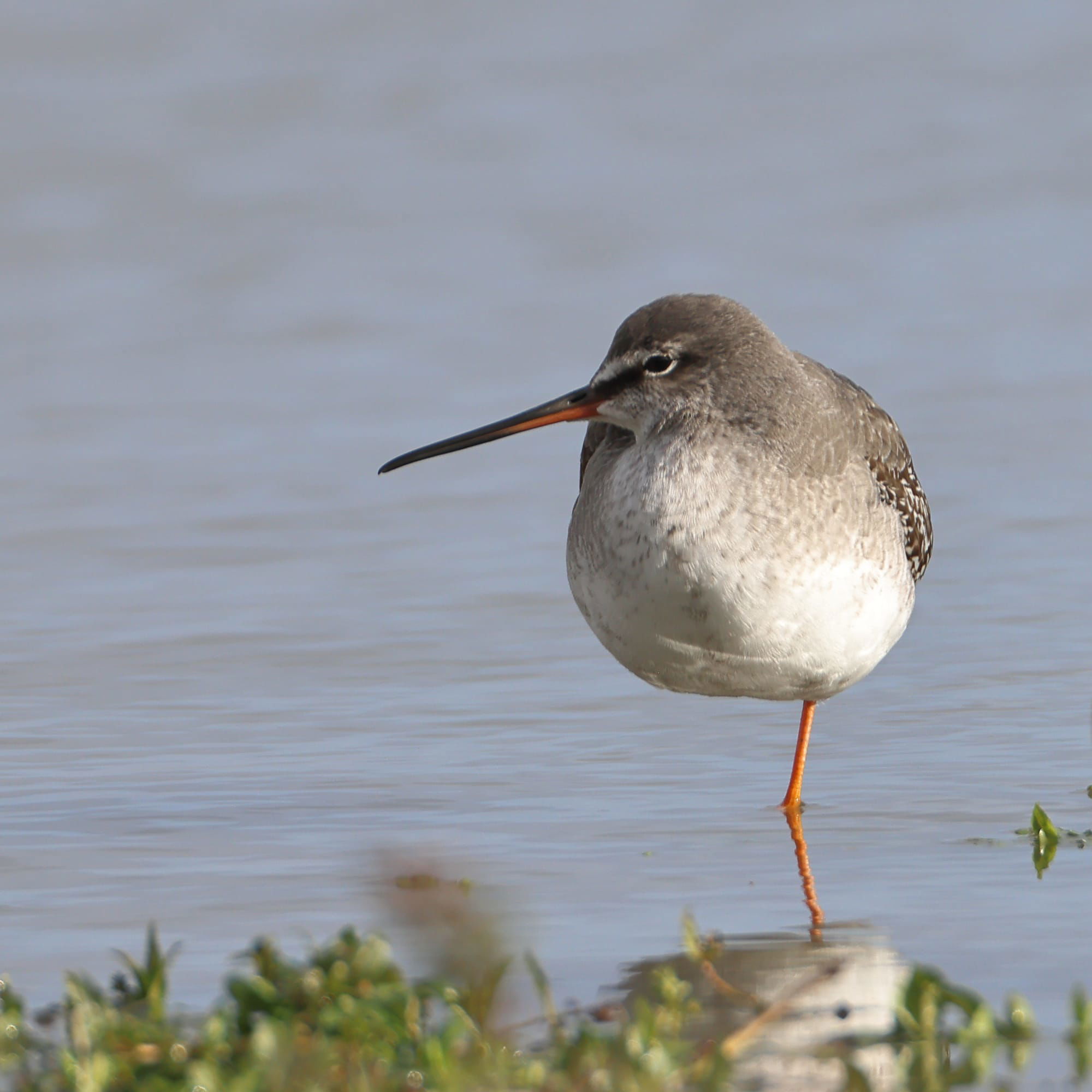 Spotted Redshank