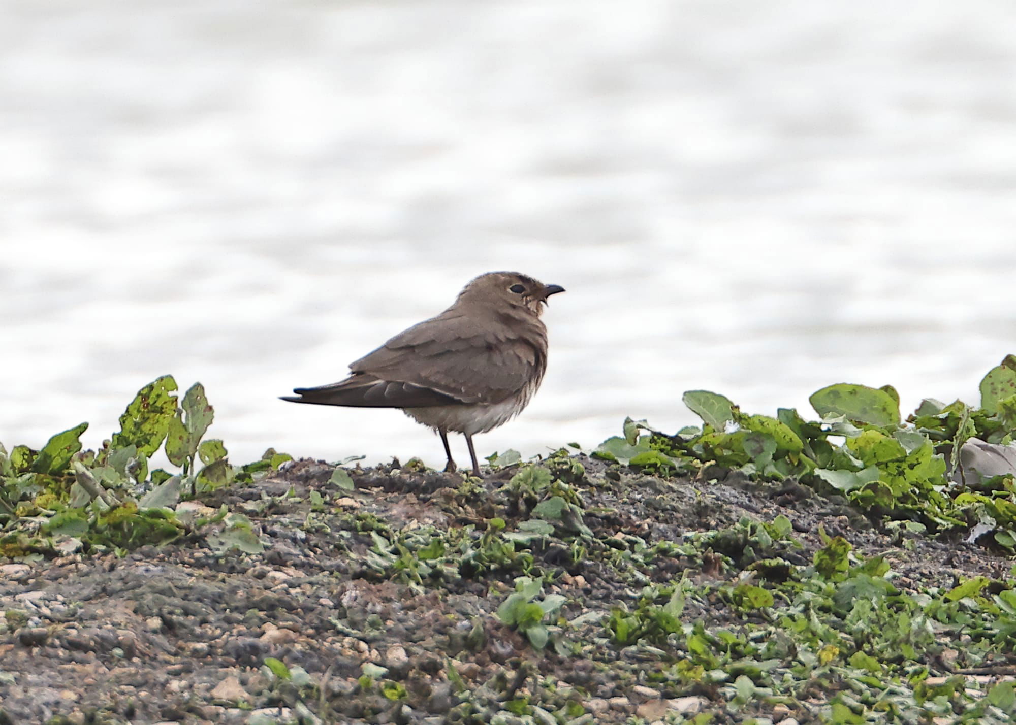 Collared Pratincole