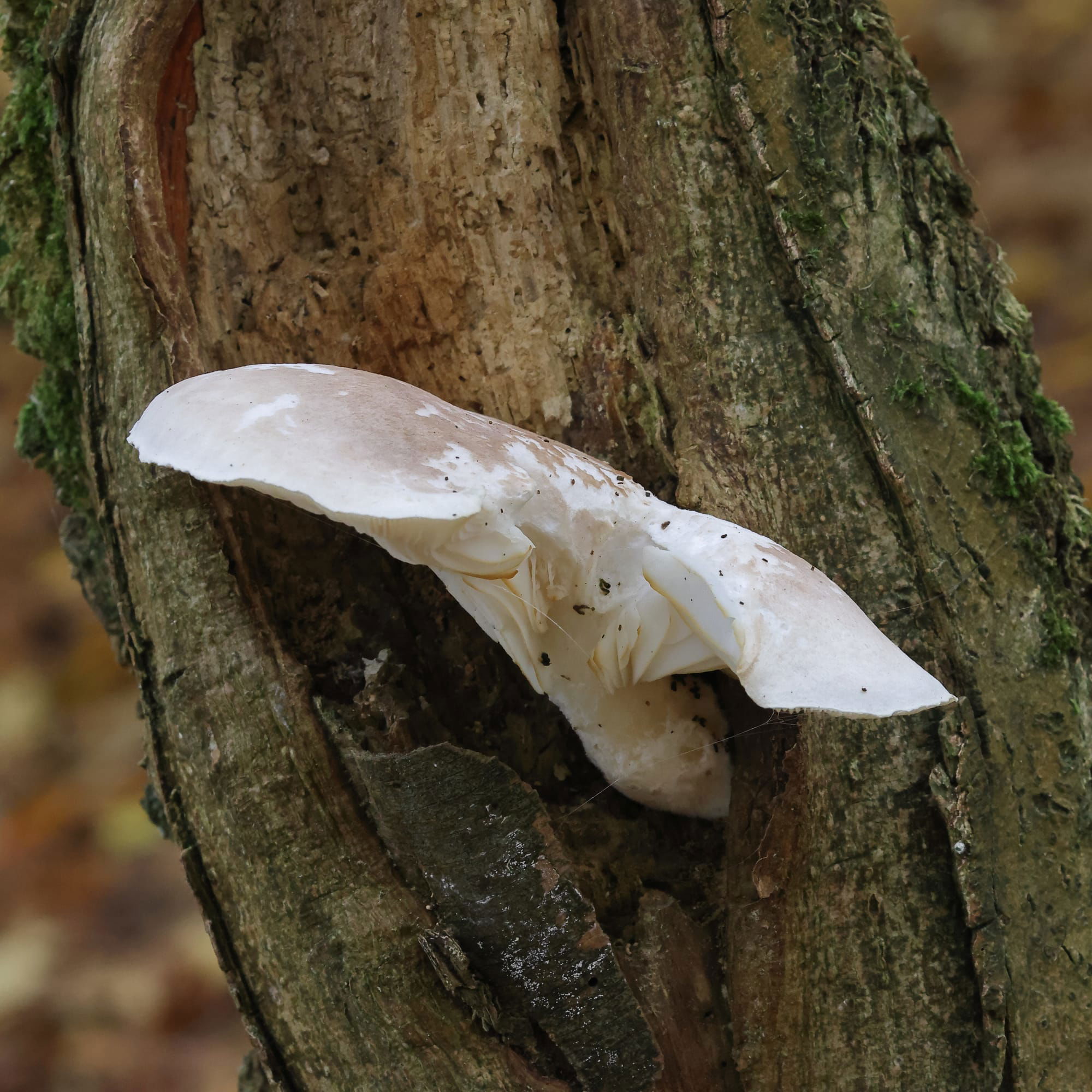 Oyster Mushroom