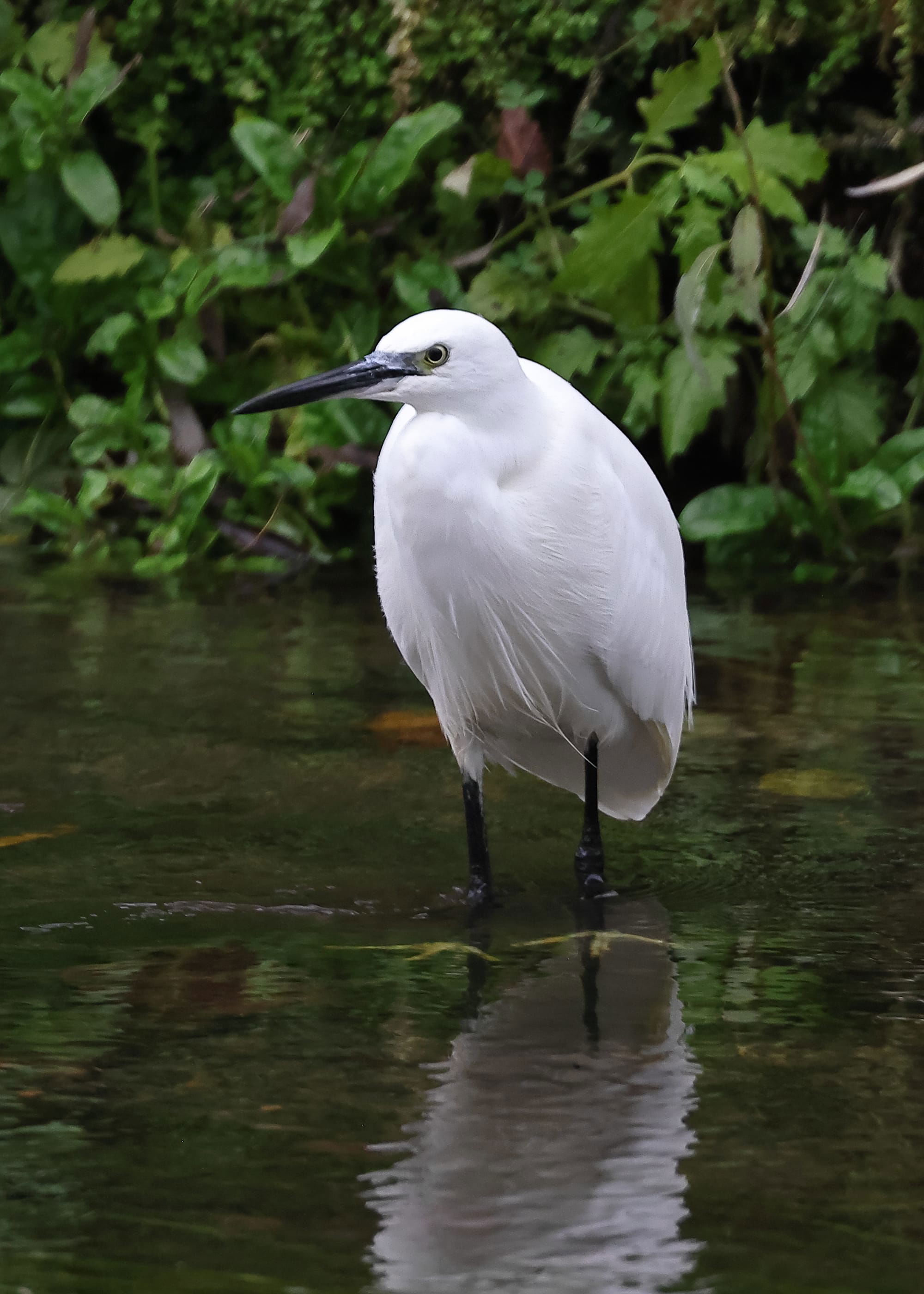 Little Egret